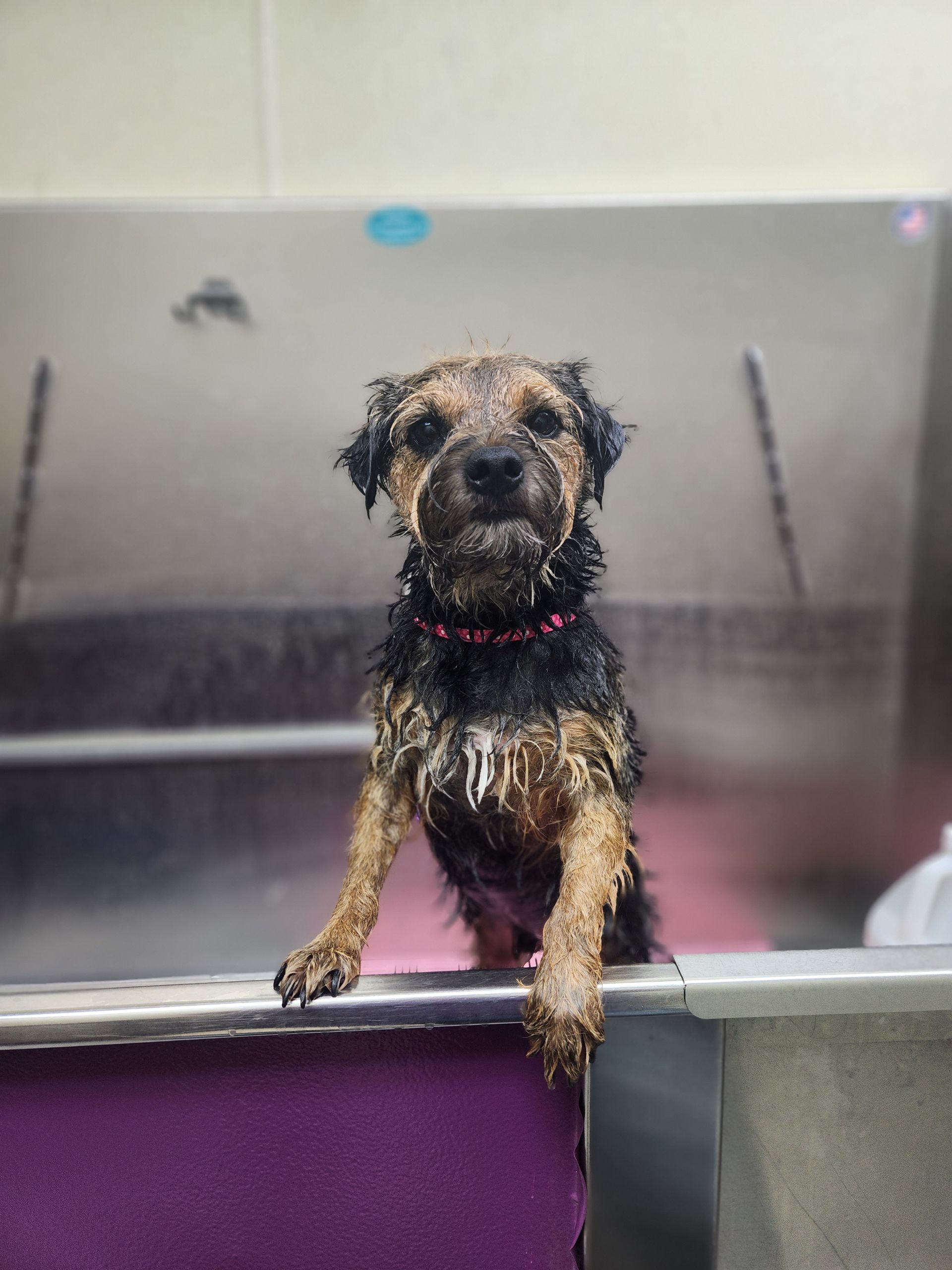 Wet terrier standing in a grooming tub, looking forward with one paw hanging over the edge