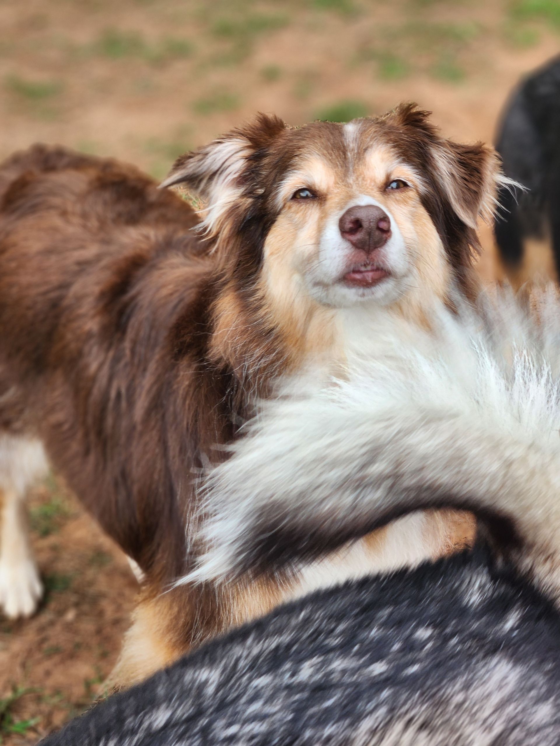 Brown-and-white dog standing outdoors, looking up with a relaxed expression