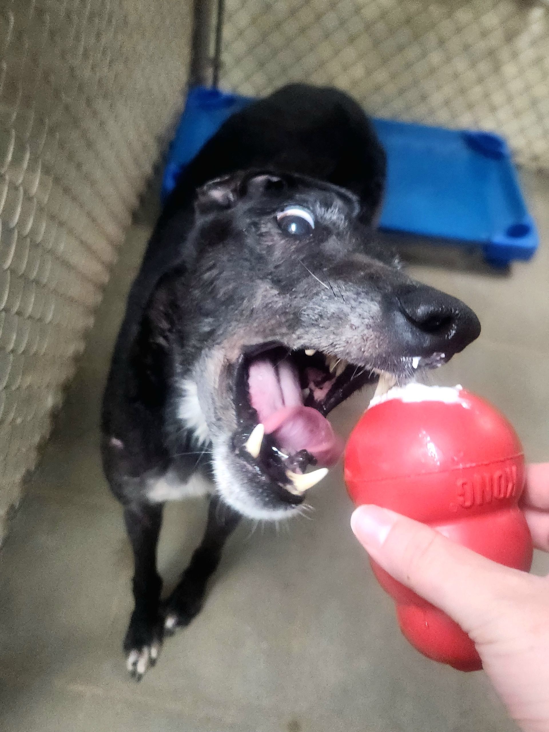 Black dog opens mouth to bite a red ball indoors
