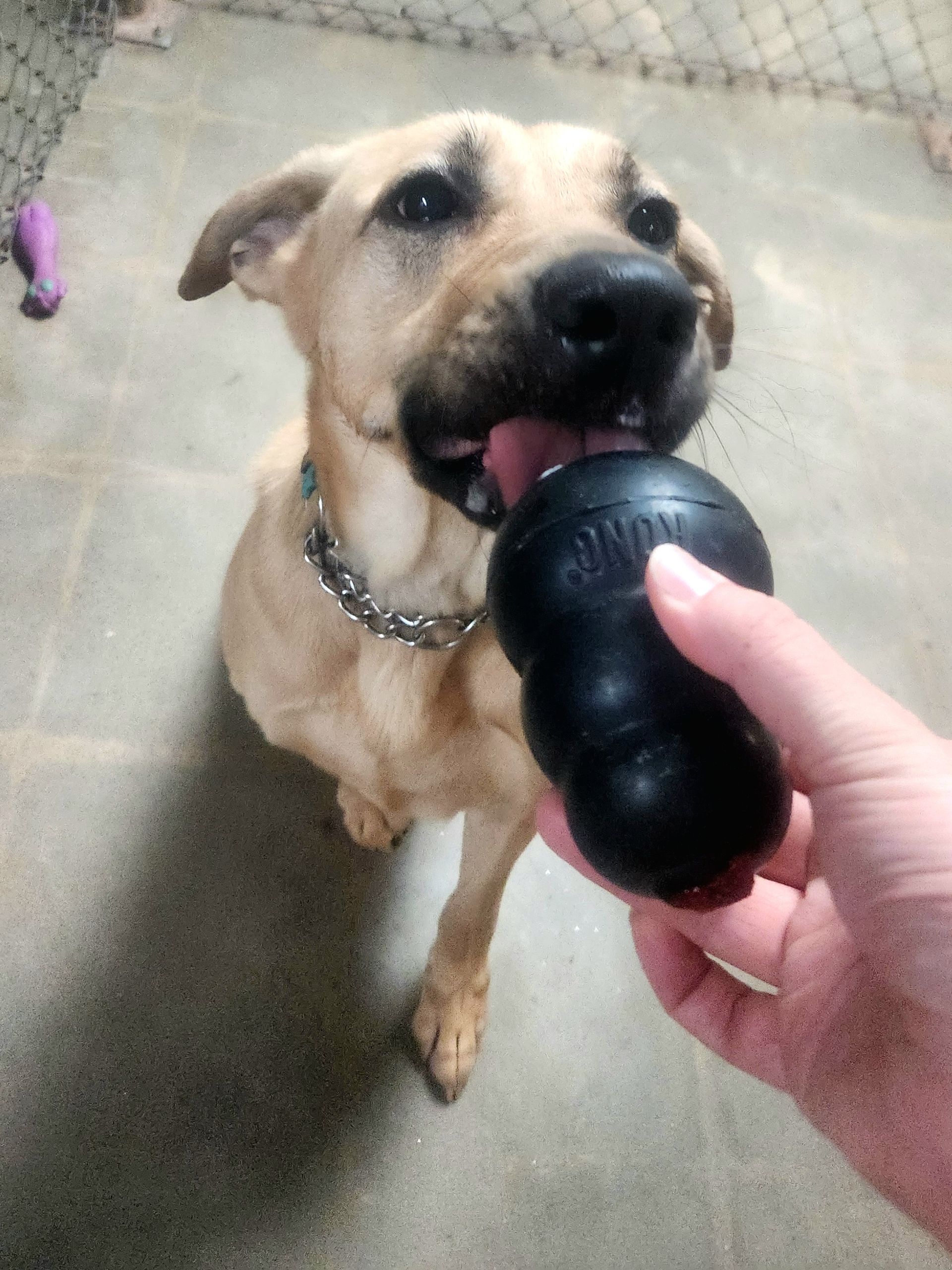 Tan dog chewing a black rubber toy held by a hand on a concrete floor