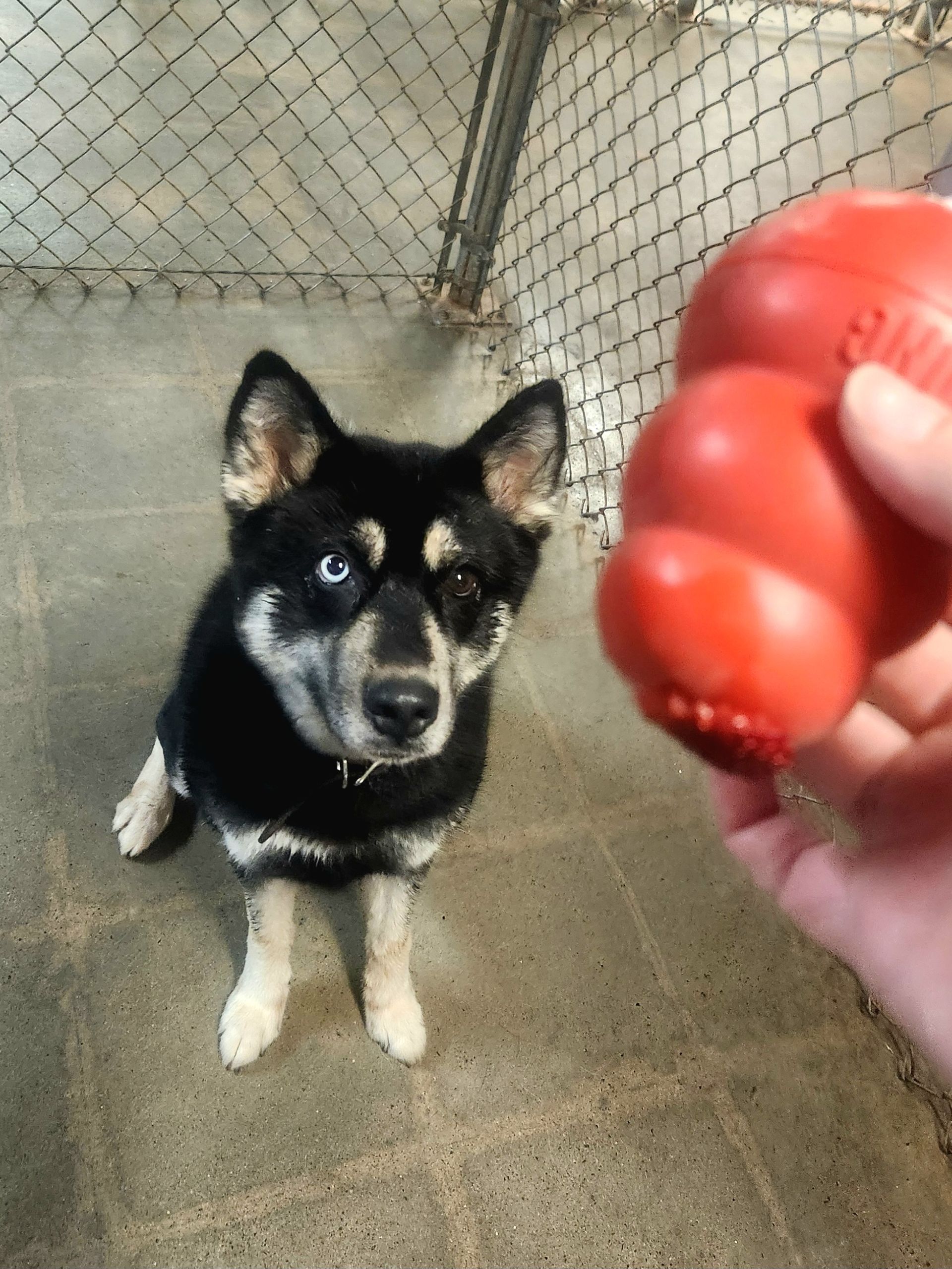 Black-and-white dog sitting on concrete, looking at a red toy held in a hand inside a chain-link kennel