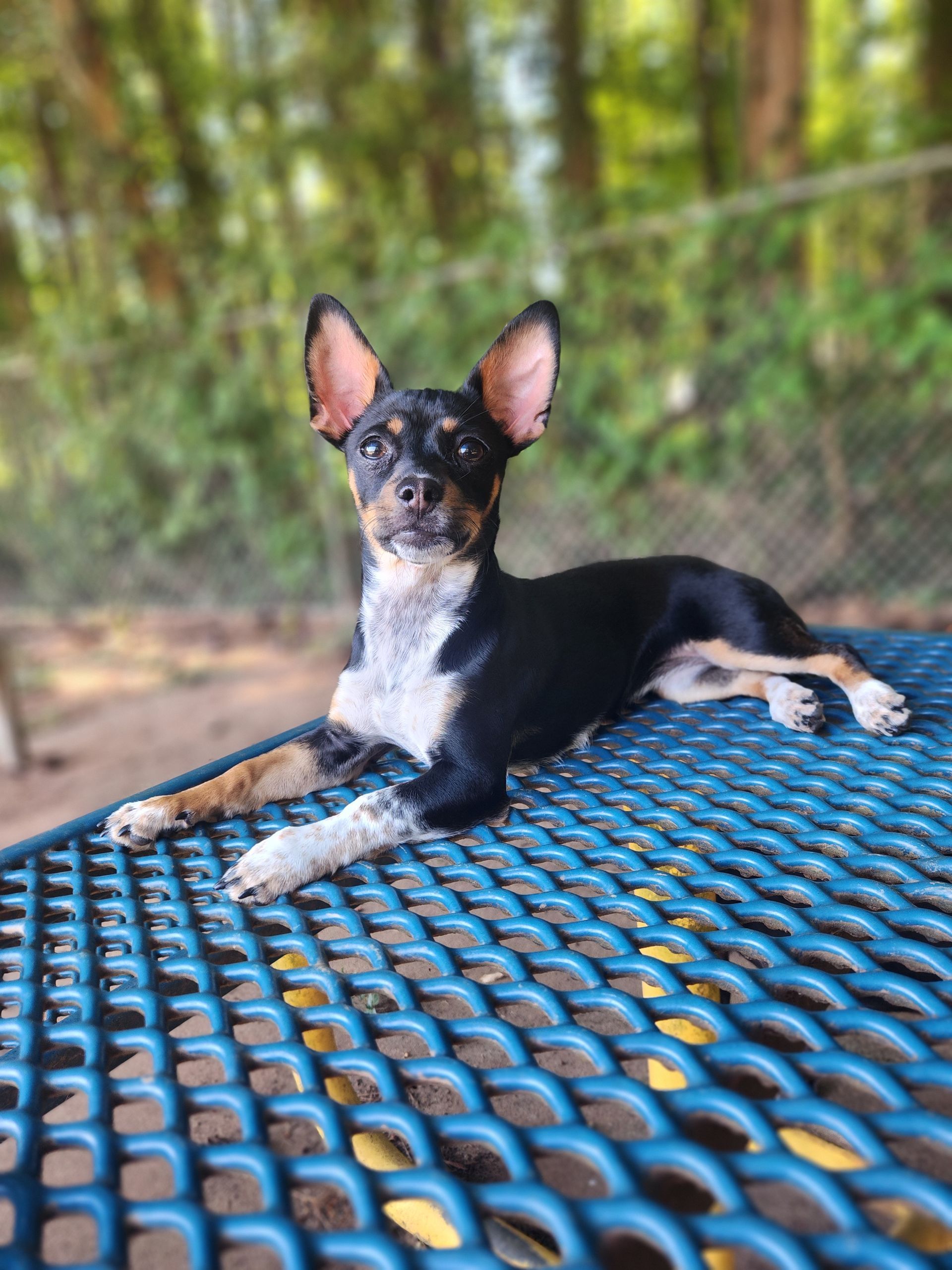 Small black-and-white dog lying on a blue mesh table outdoors, with a blurred wooded background