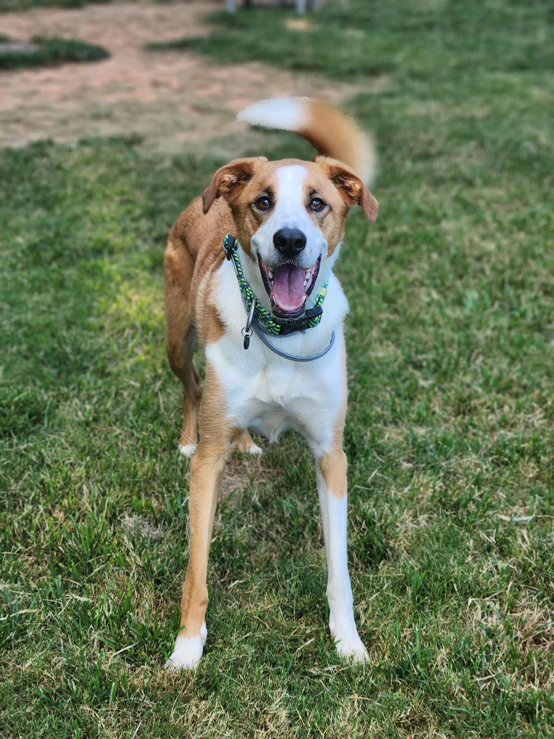 Brown-and-white dog standing on grass with a green leash, panting and looking at the camera