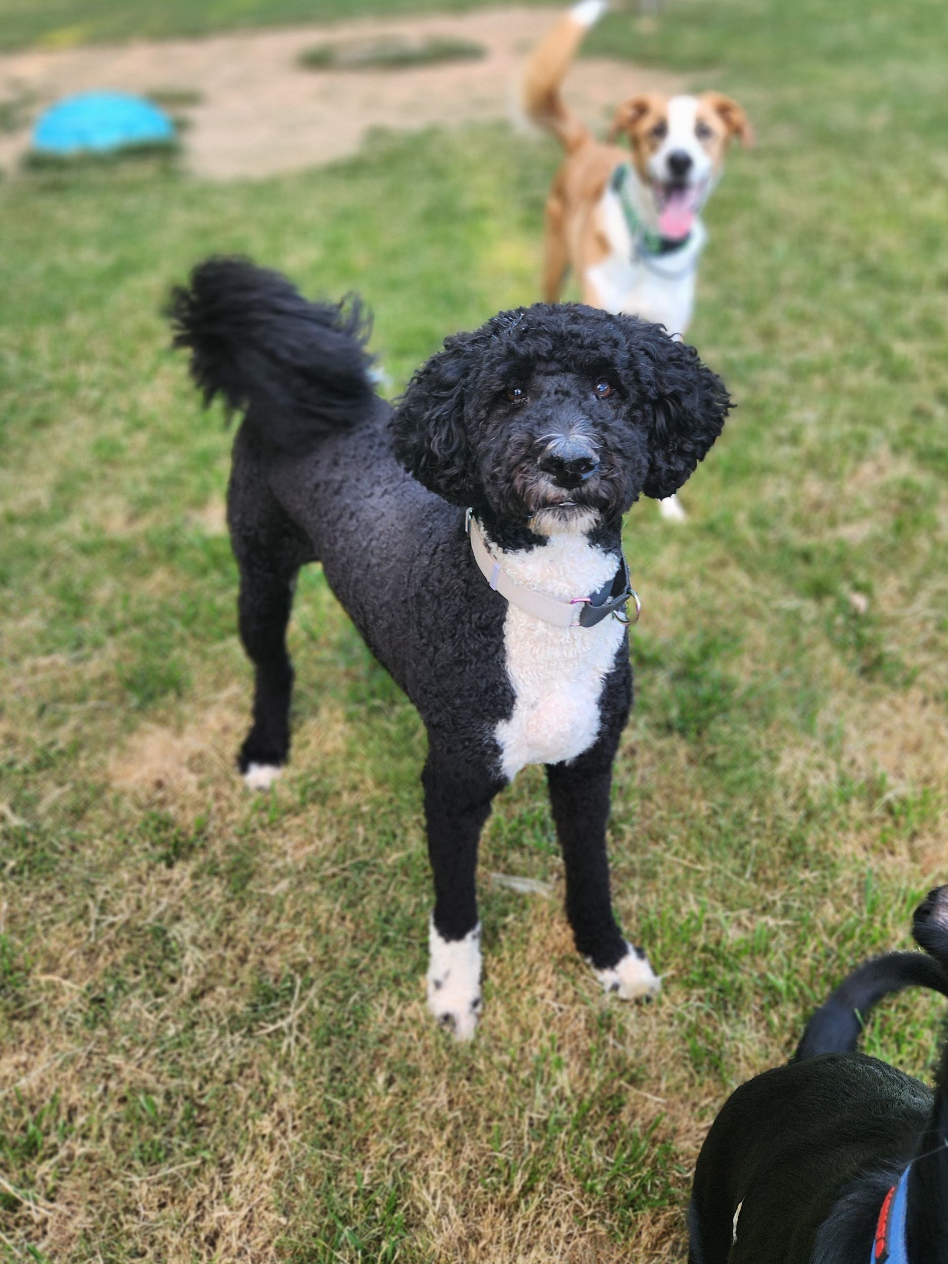 Black curly dog stands on grass with tan-and-white dog blurred behind it