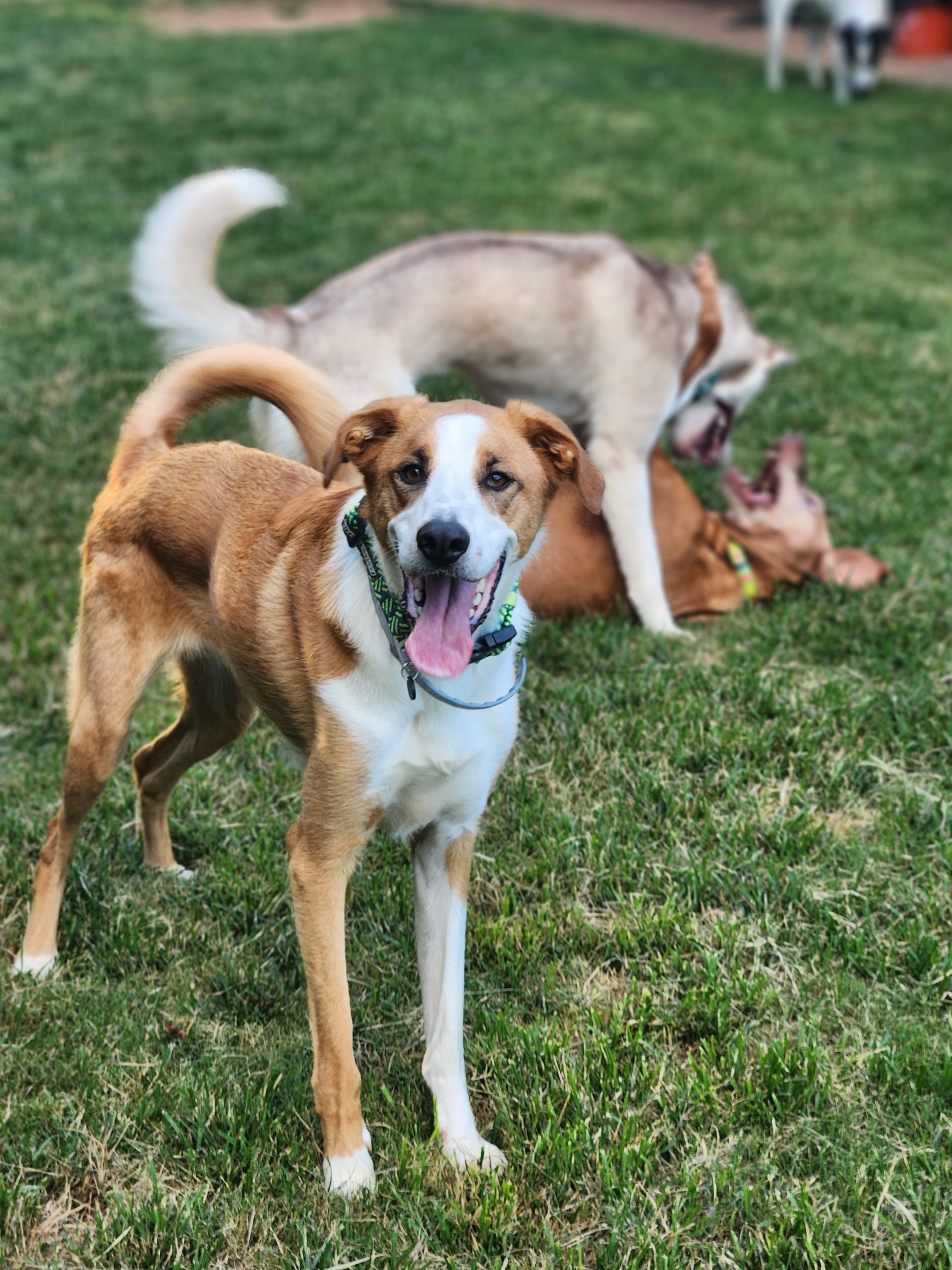 Two dogs on grass, one brown-and-white dog standing and panting, another lying behind it
