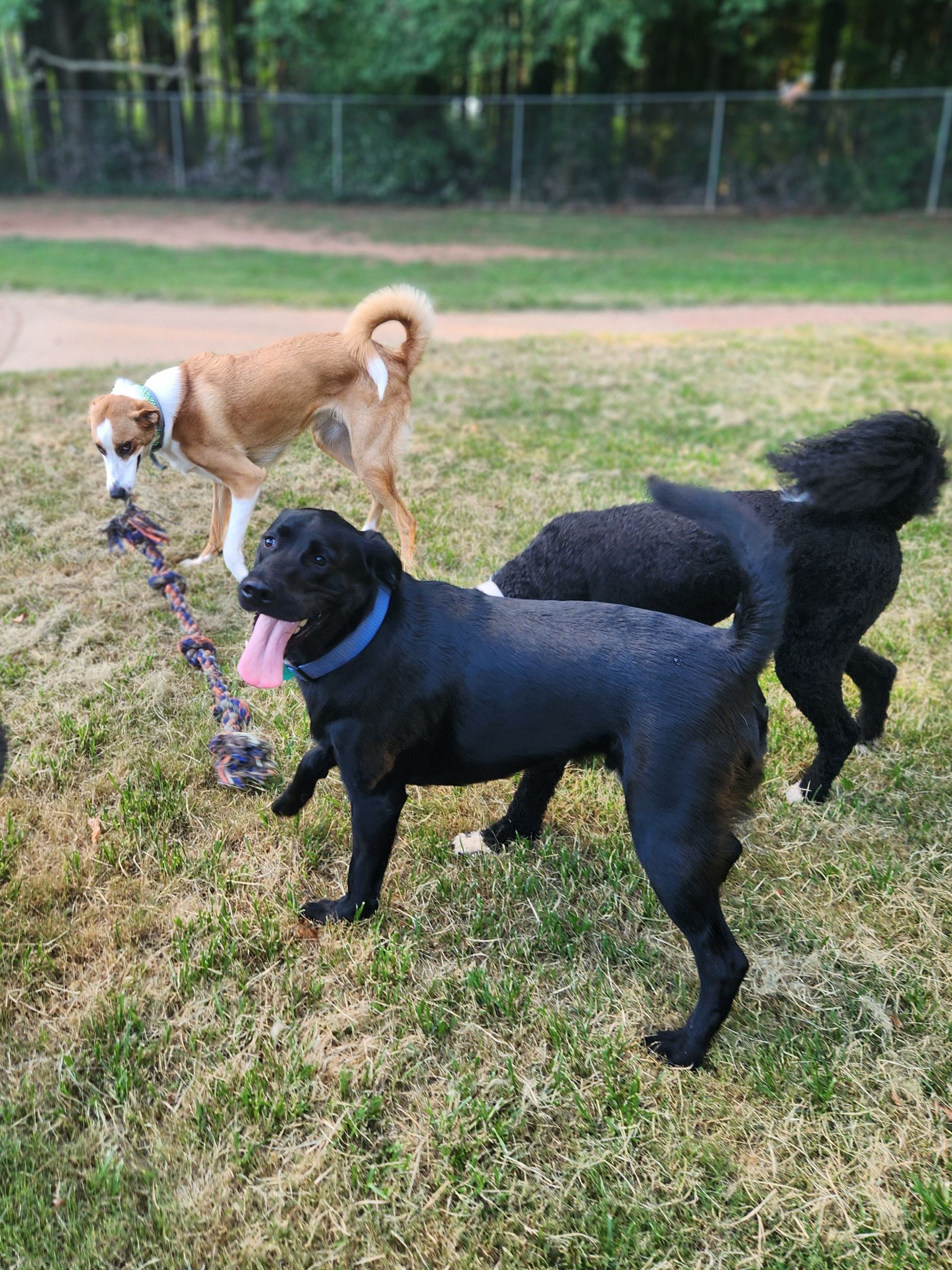 Three dogs standing on grass, one black dog panting, with a tan dog in the background