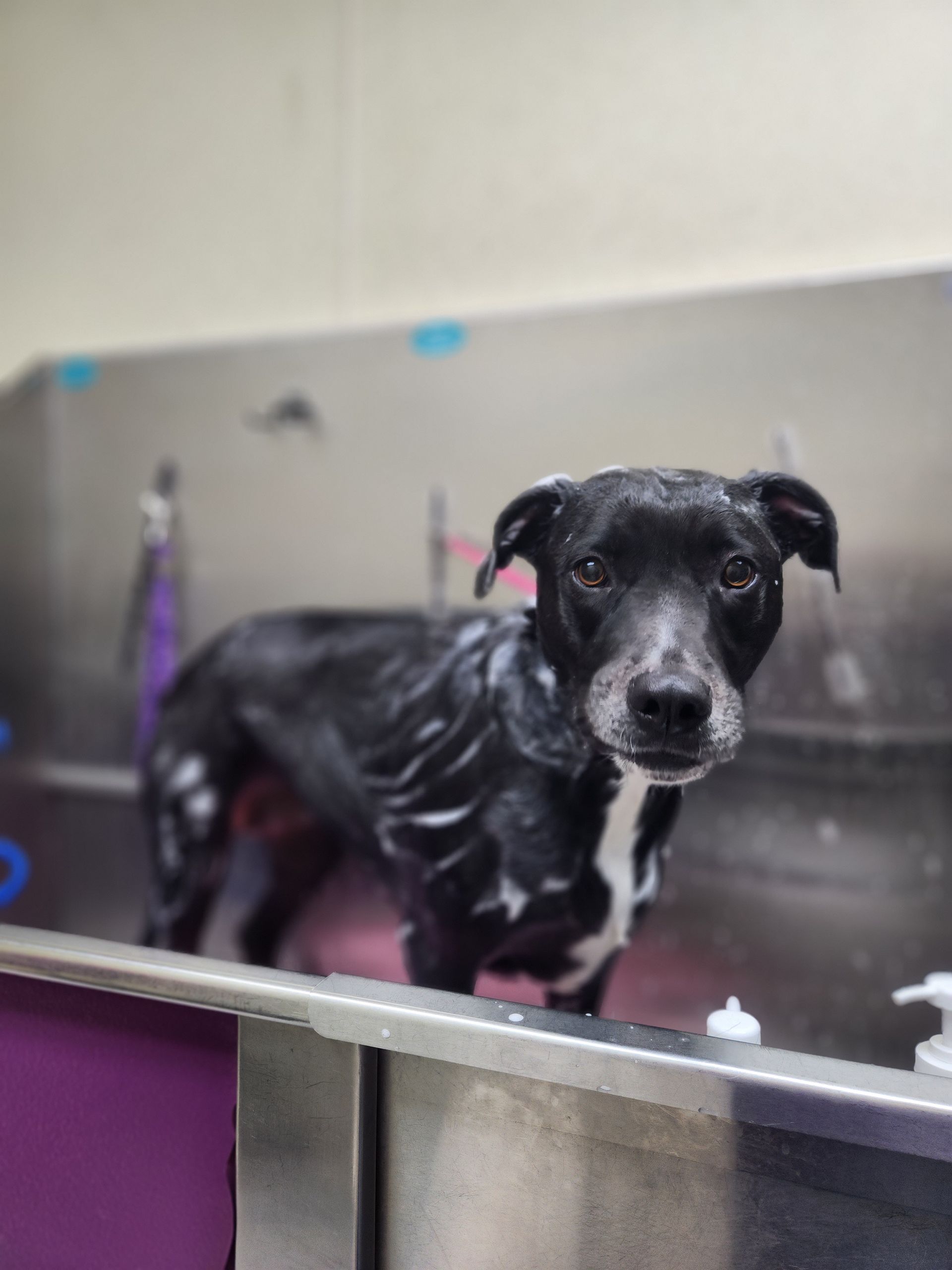 Black dog in a stainless-steel sink, wet and looking toward the camera