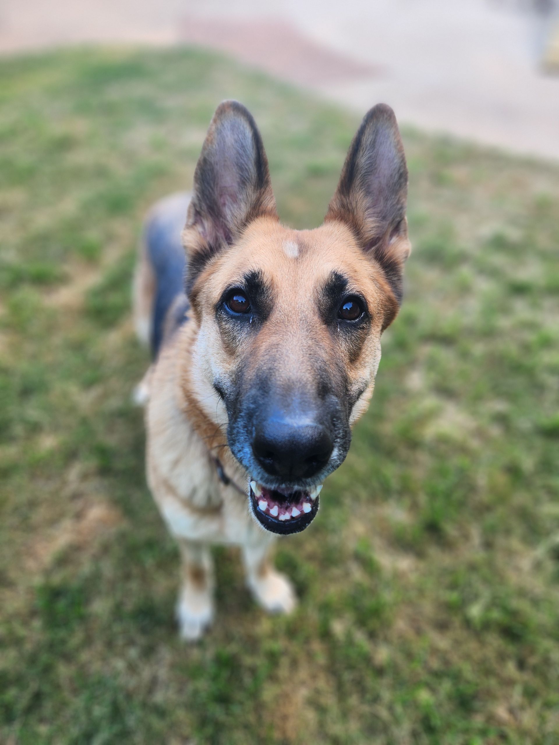 German shepherd standing on grass, looking at the camera with ears up and mouth slightly open
