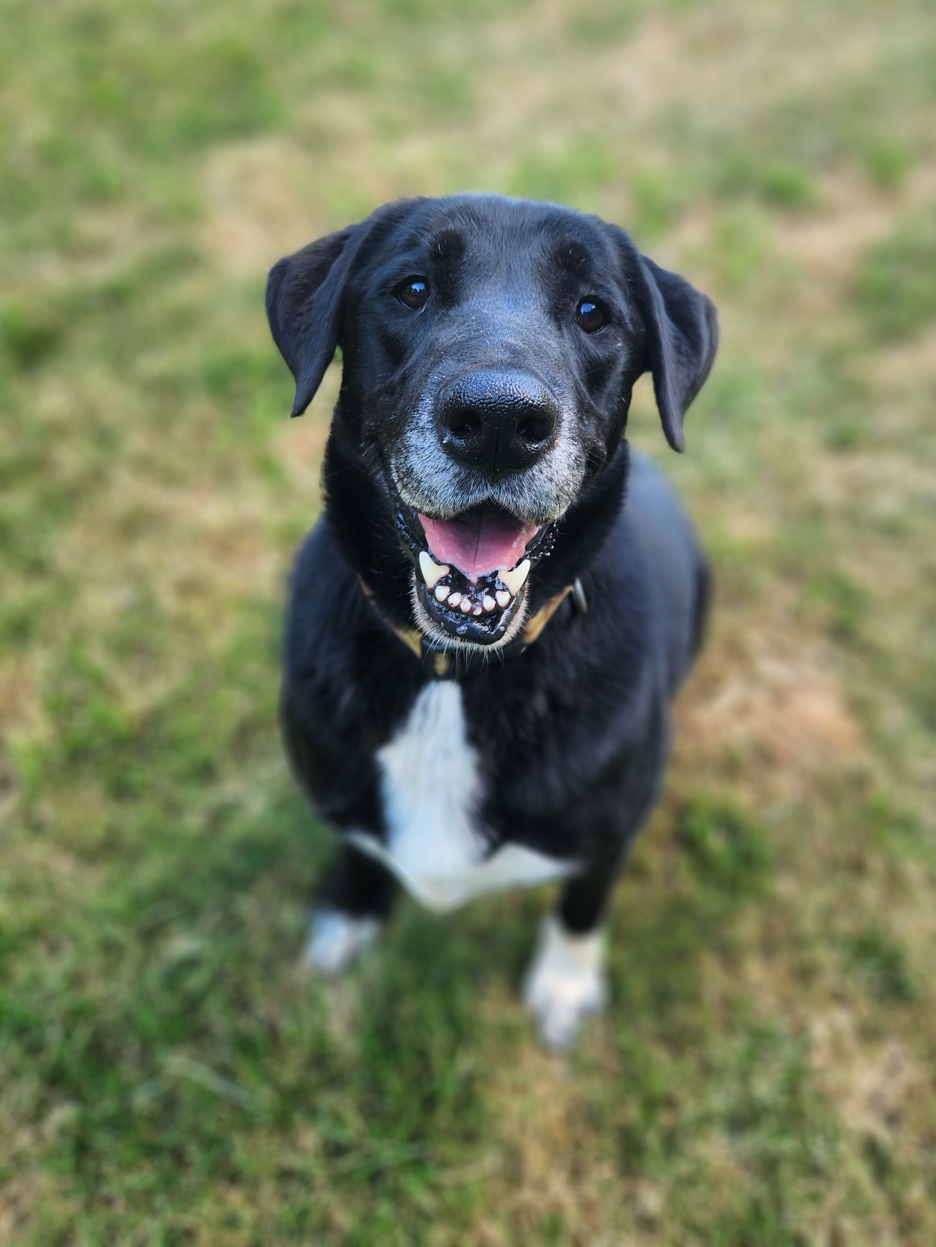 Black dog with white chest standing on grass, facing the camera with mouth open and tongue out