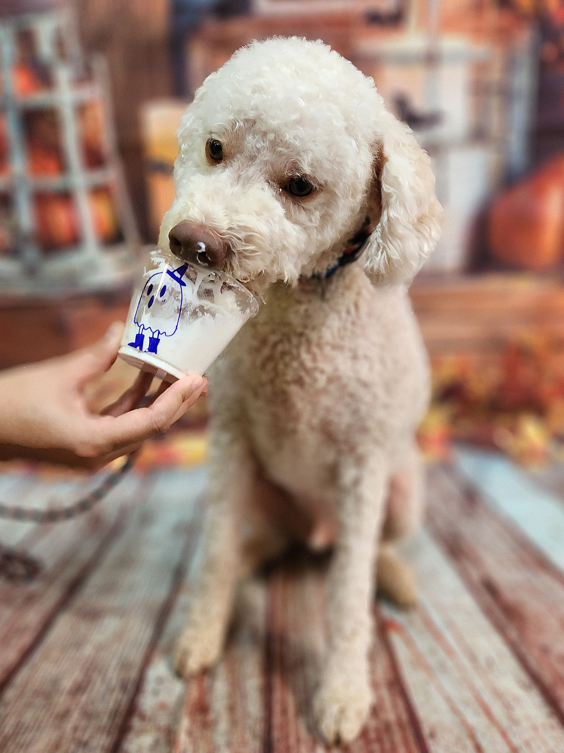 White poodle licking a cup held by a hand in a rustic indoor setting