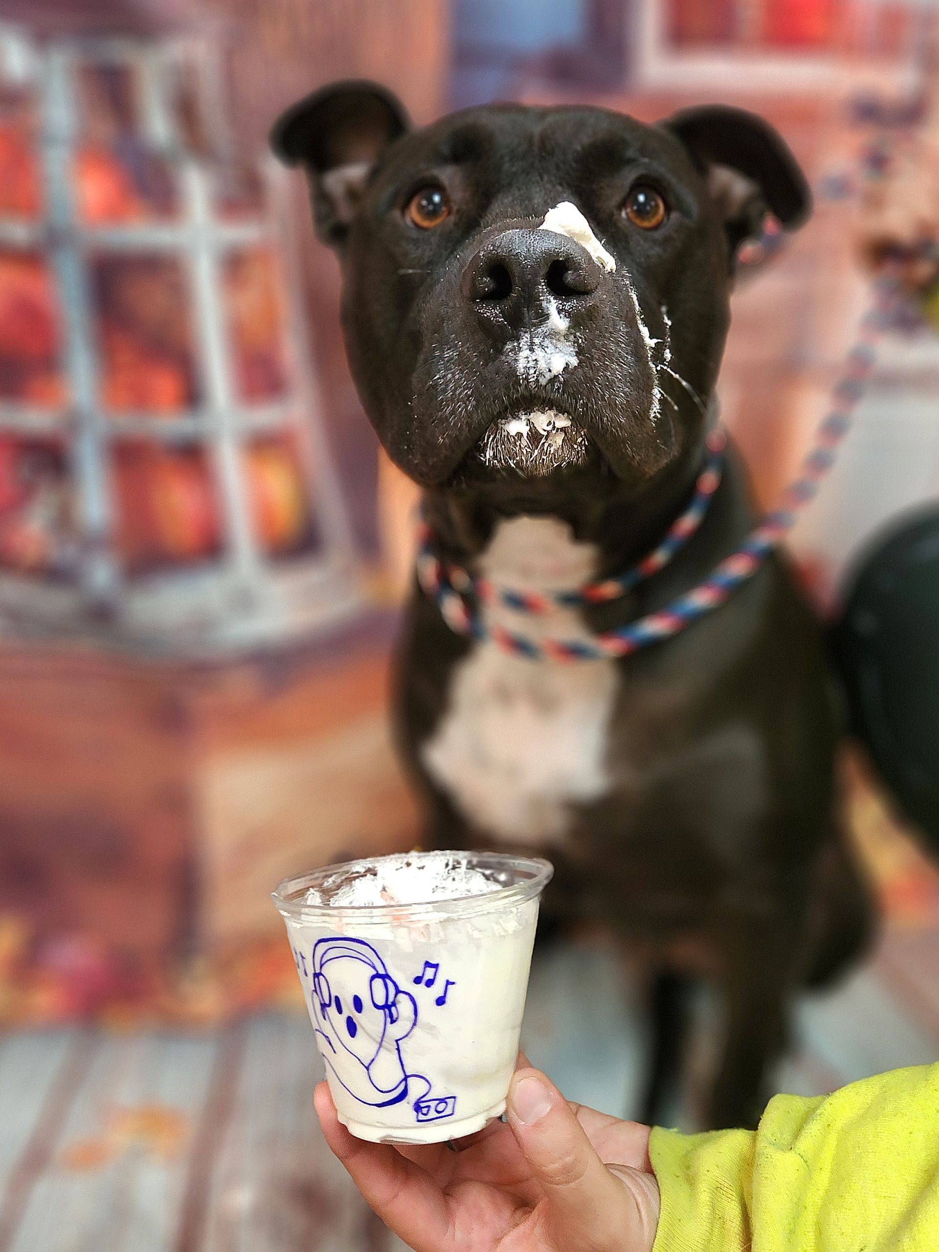 Black dog with a snowy muzzle looking at a hand holding a small cup in front of a colorful backdrop