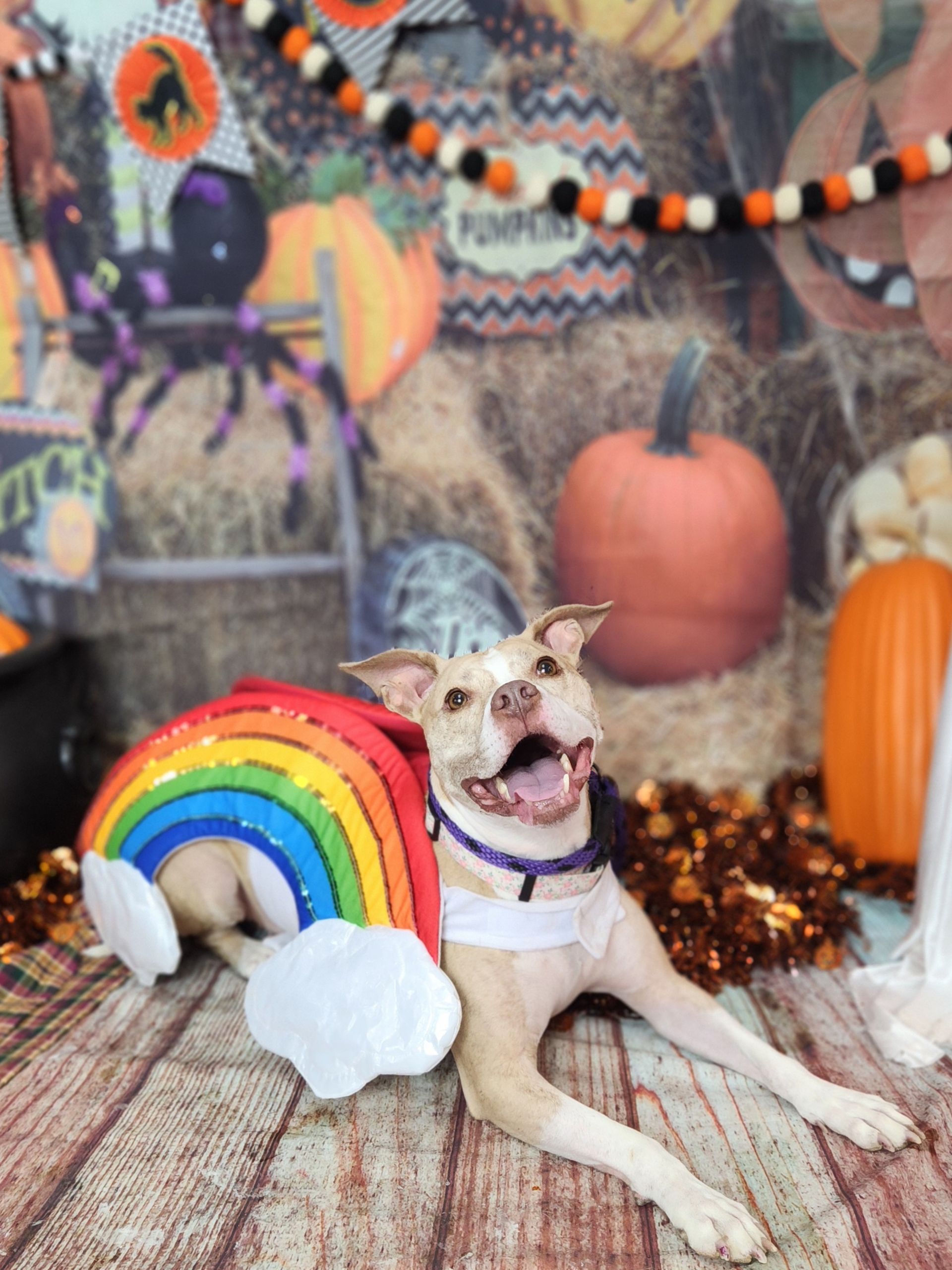 Small dog in a rainbow costume lying on hay in a Halloween pumpkin display