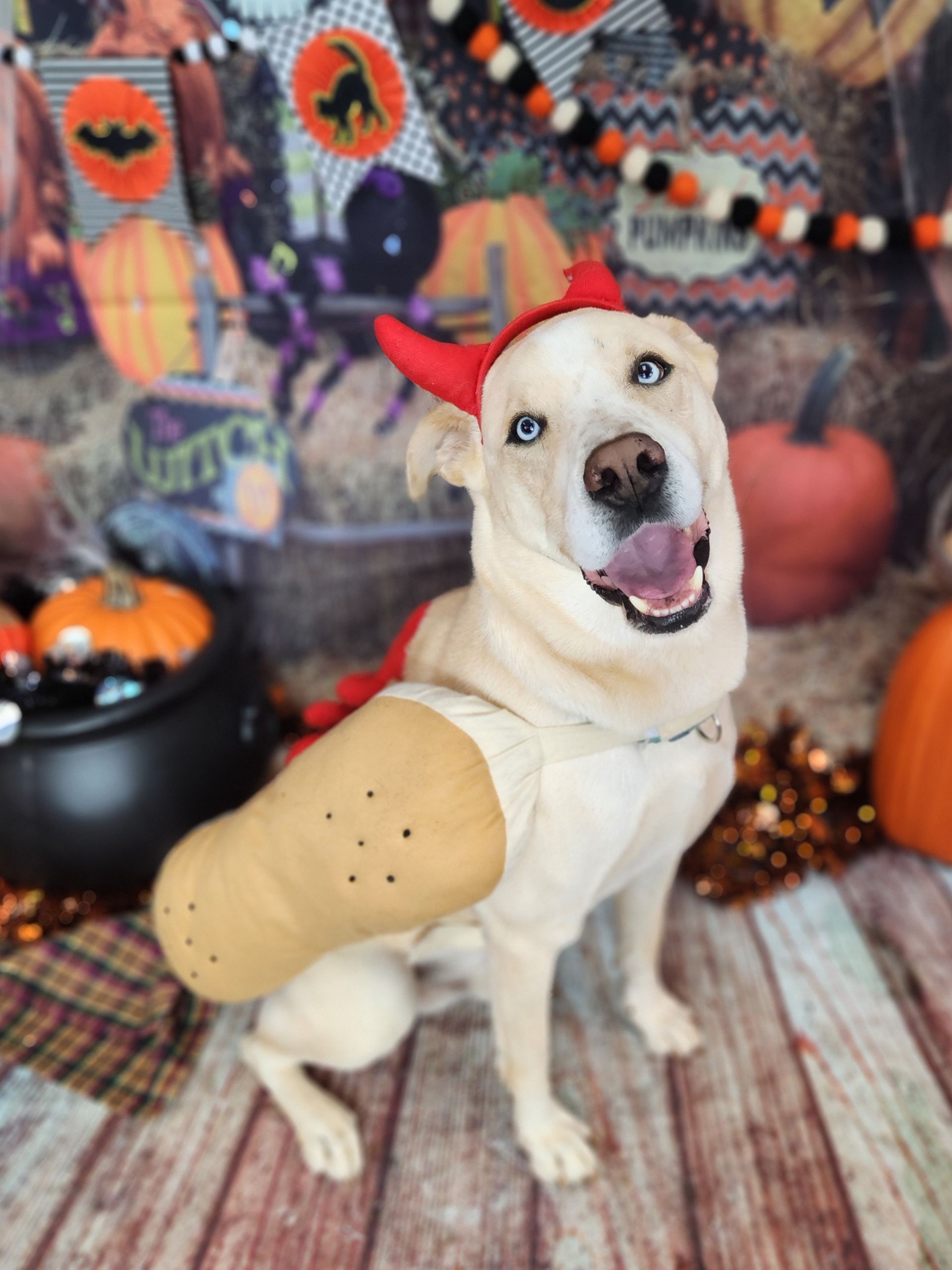 Yellow Labrador in a taco costume, sitting and smiling in a Halloween pumpkin backdrop