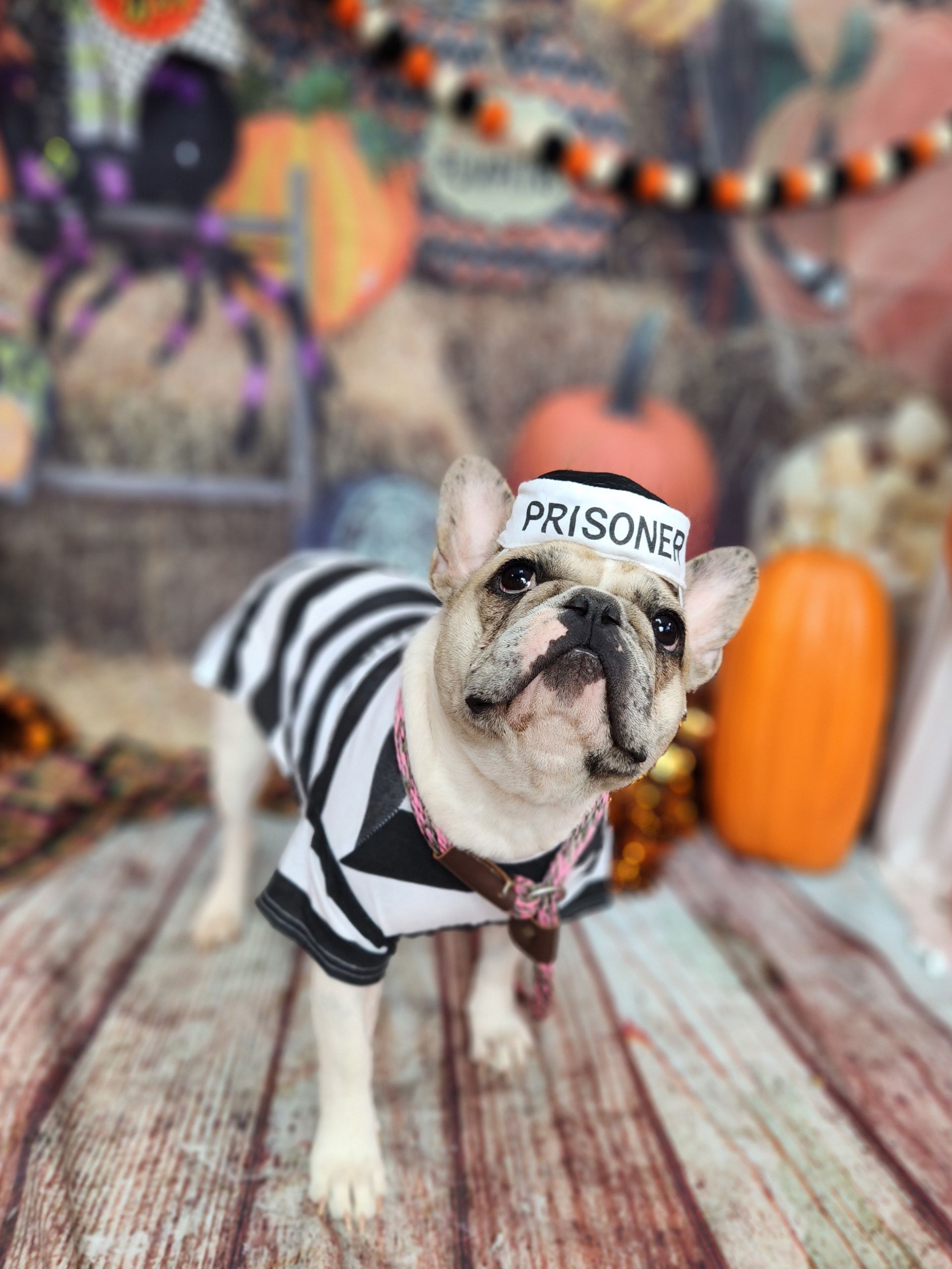 Pug in black-and-white striped costume with “Prisoner” hat, standing on a porch with pumpkins and Halloween decor