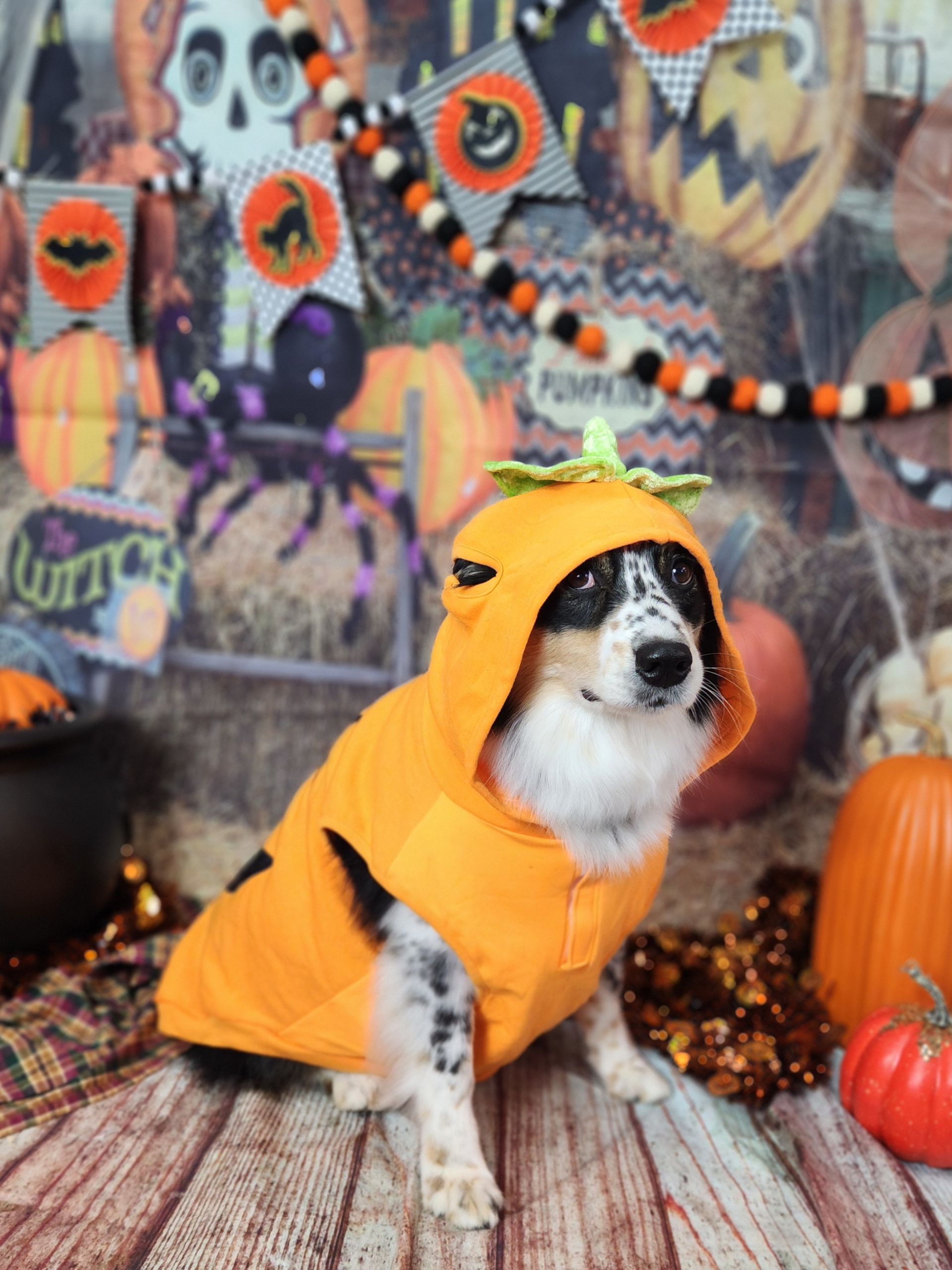 Small dog in a bright orange pumpkin hoodie sitting on a Halloween-themed backdrop with pumpkins