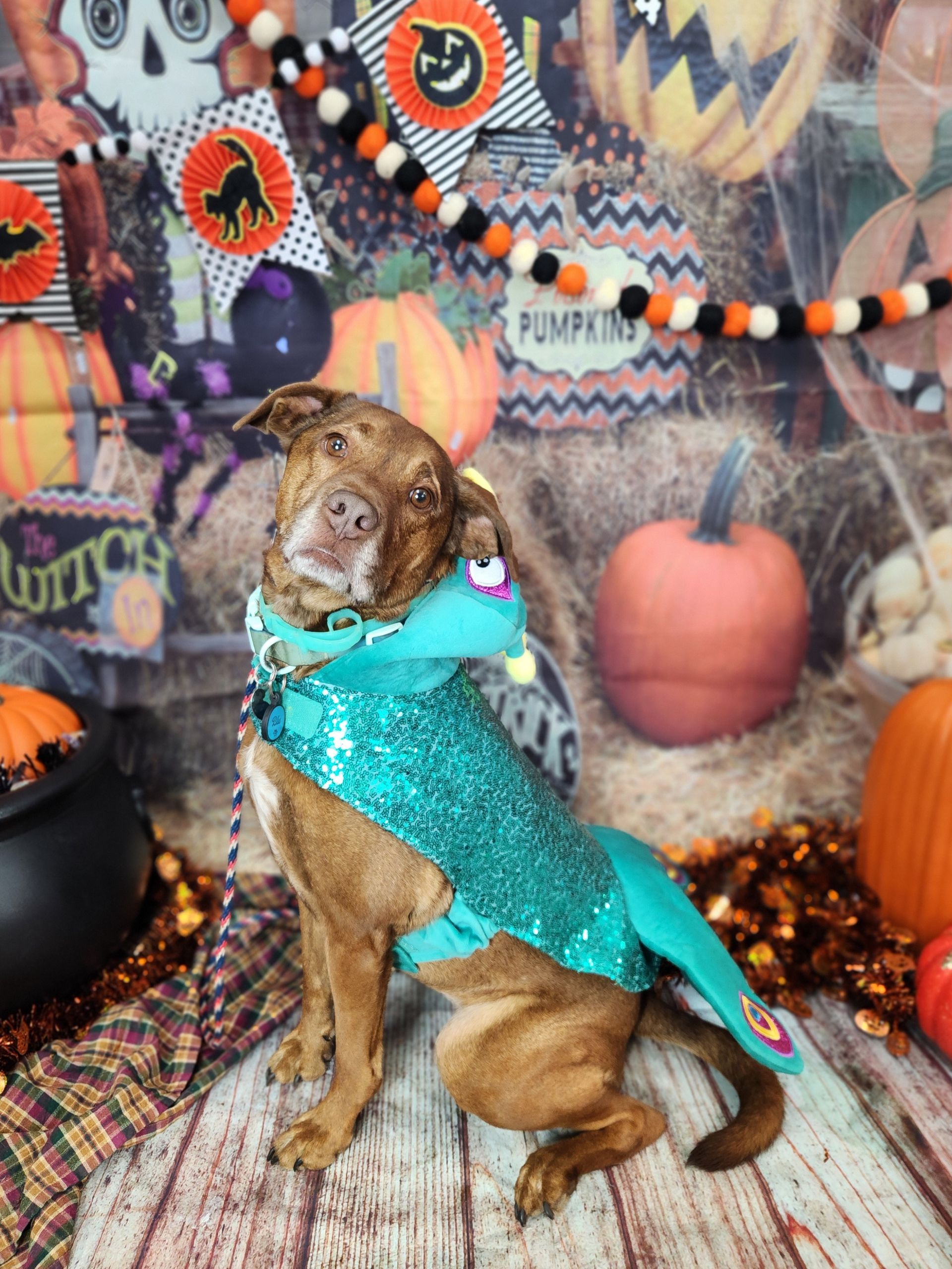 Brown dog in a turquoise Halloween costume sitting among pumpkins and autumn decorations