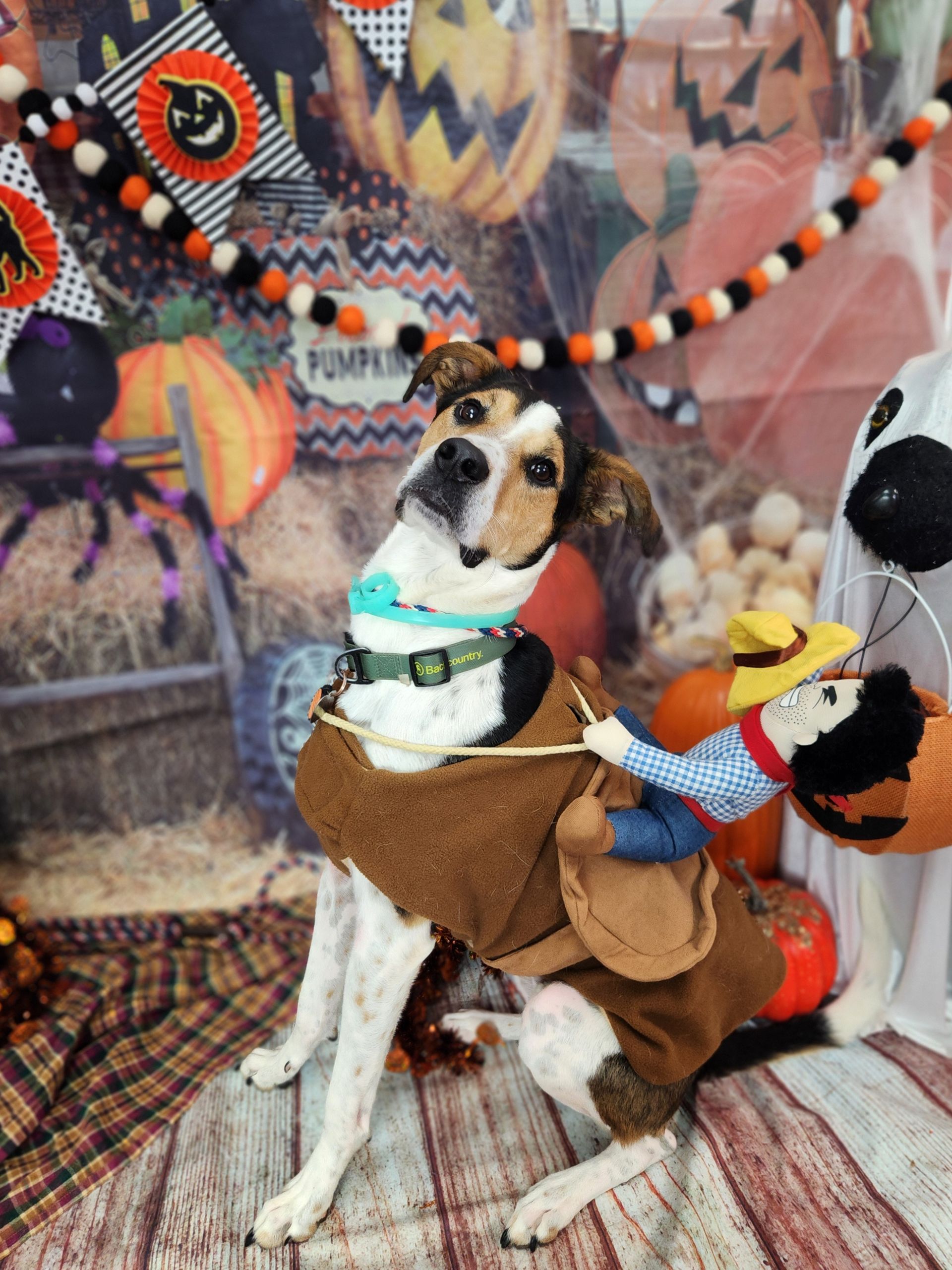 Small dog figurine in a brown jacket and blue scarf, posed among colorful Halloween decorations