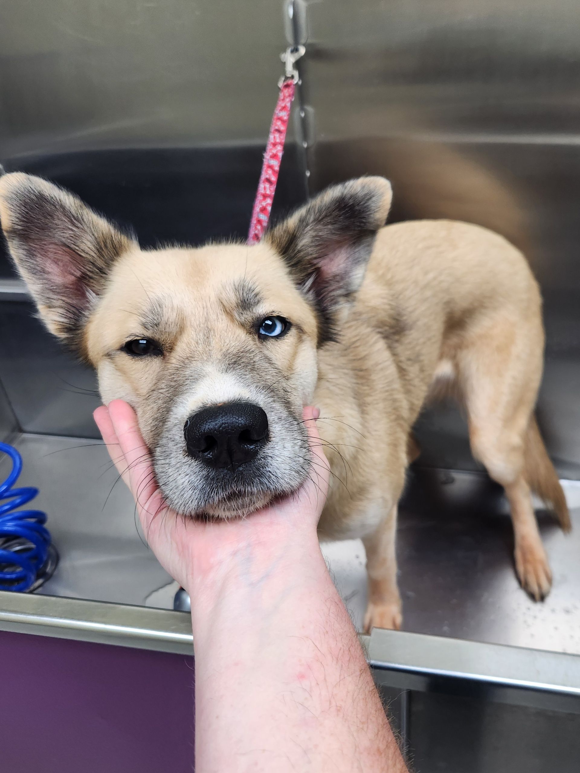 Tan dog in a stainless steel sink, gently held under the chin, wearing a pink leash