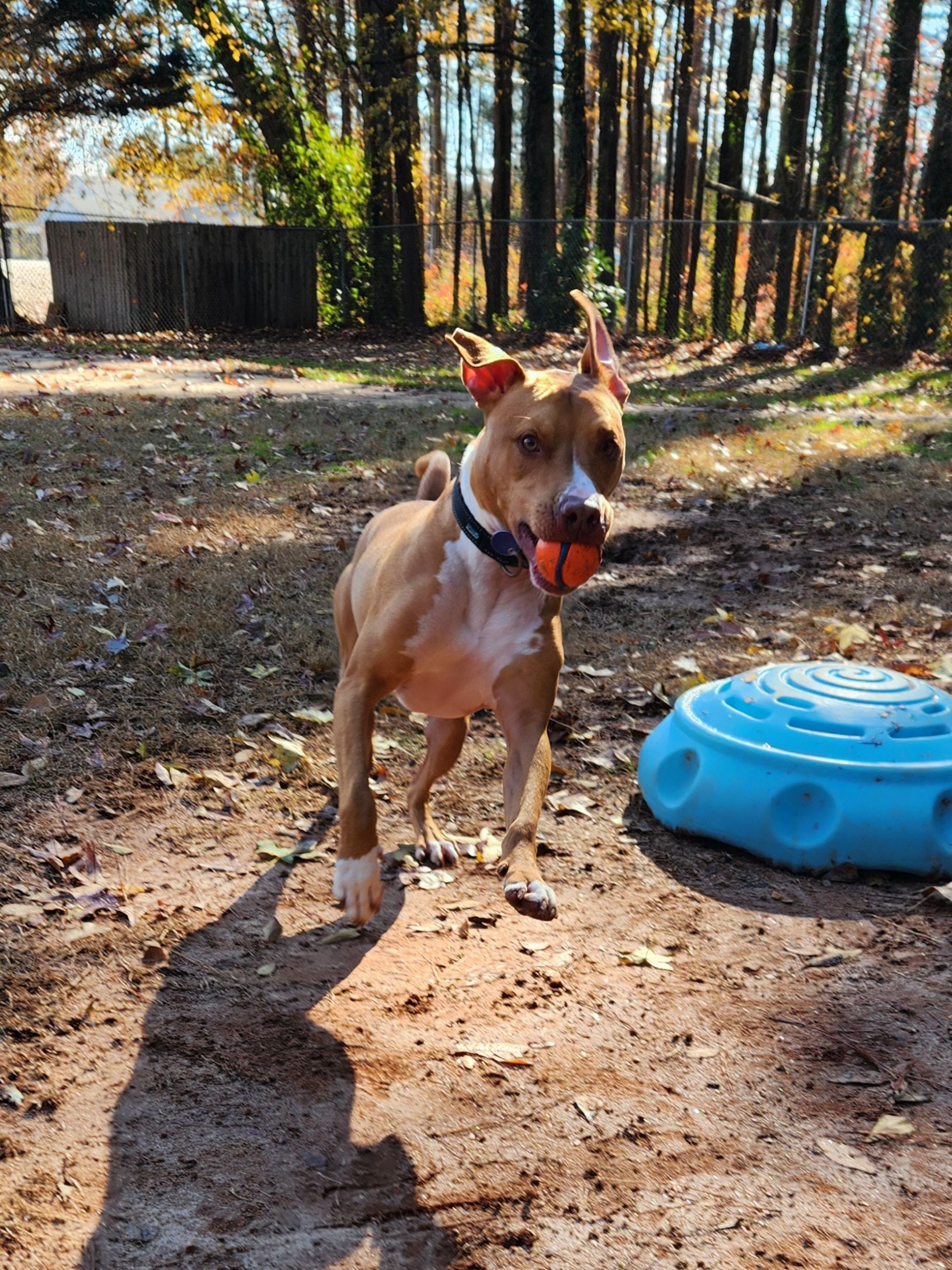 Tan dog with blue harness stands on a sunlit dirt path beside a blue toy in a wooded yard