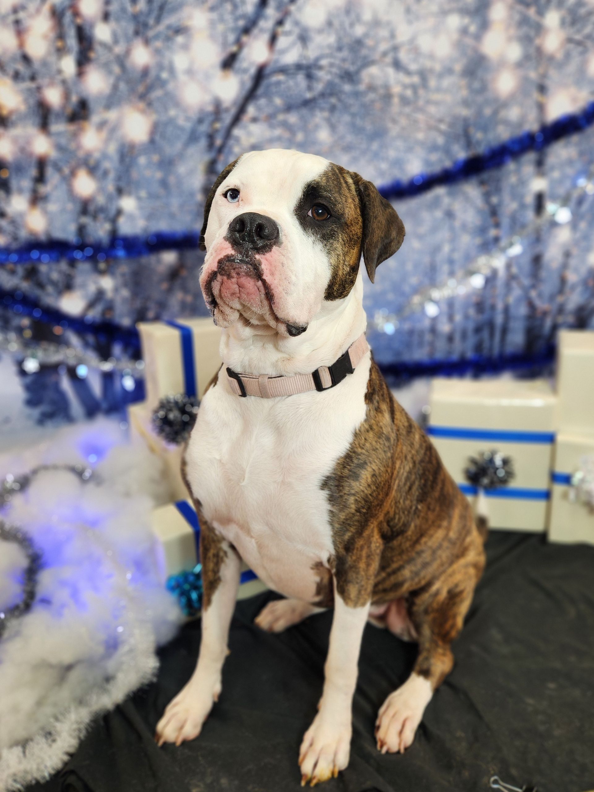 Brown-and-white bulldog sitting in snow with a blue winter backdrop