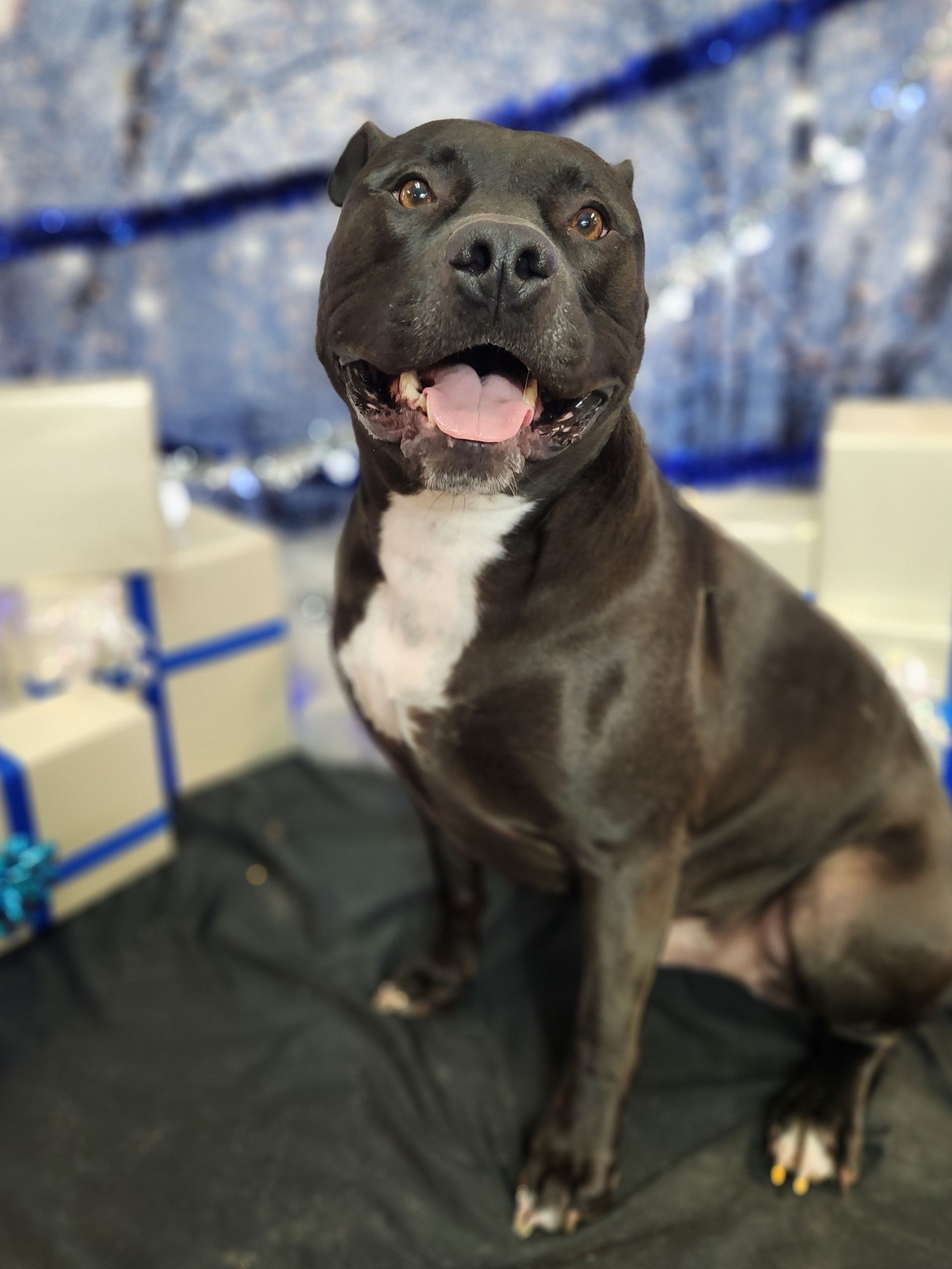 Black dog sitting indoors on a dark blanket, panting with a blue and white gift-wrapped background