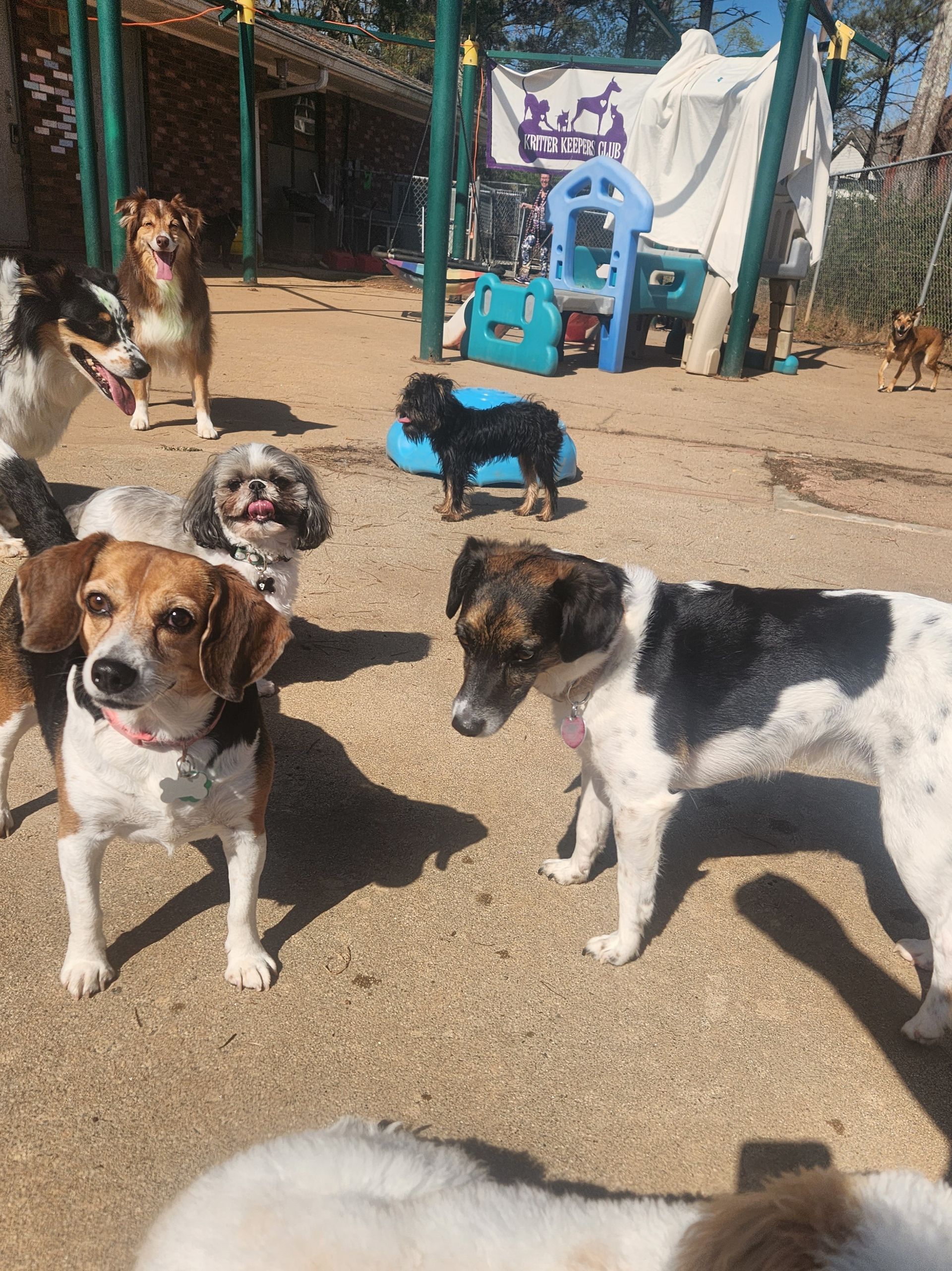 Several dogs standing in a sunny outdoor kennel area, including beagles and a black dog