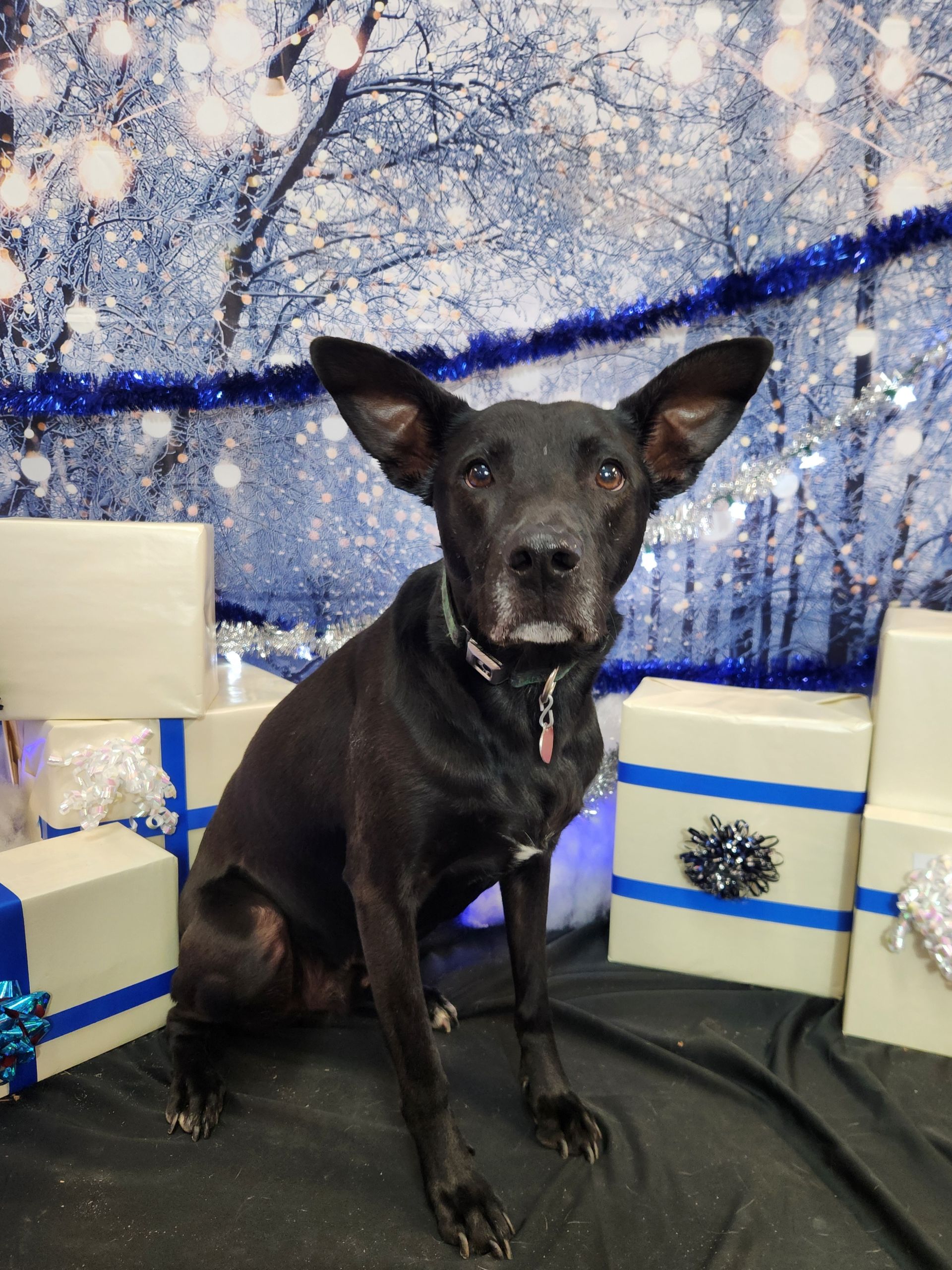 Black dog sitting among white gift boxes with blue ribbons against a snowy blue backdrop