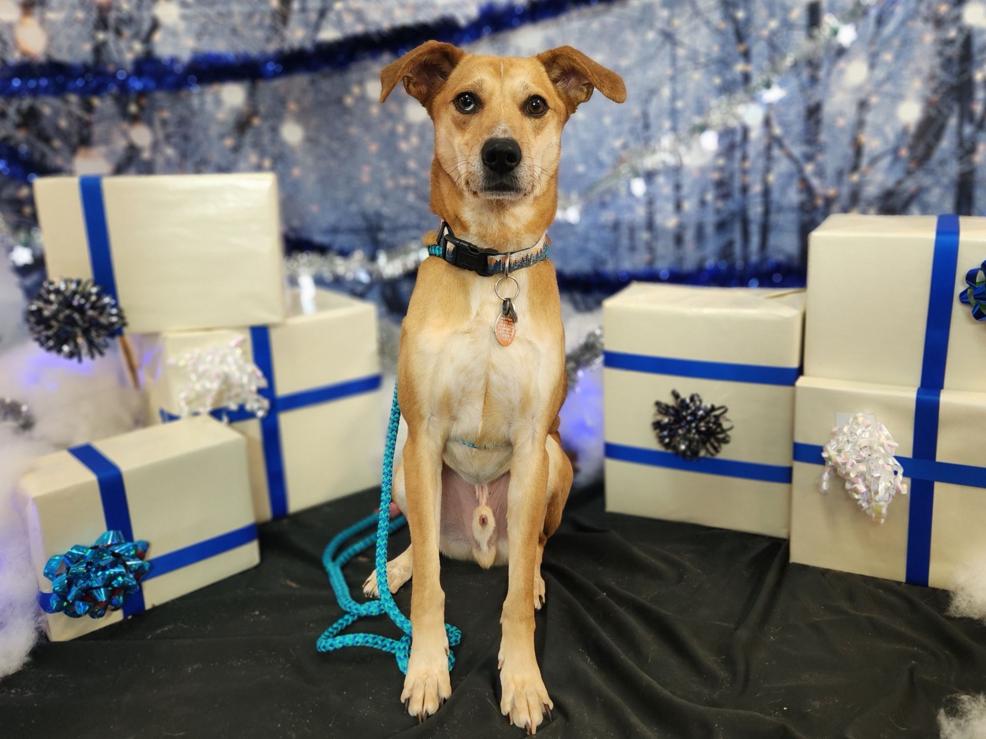 Dog sitting among blue-and-white wrapped gifts in front of a sparkling silver backdrop