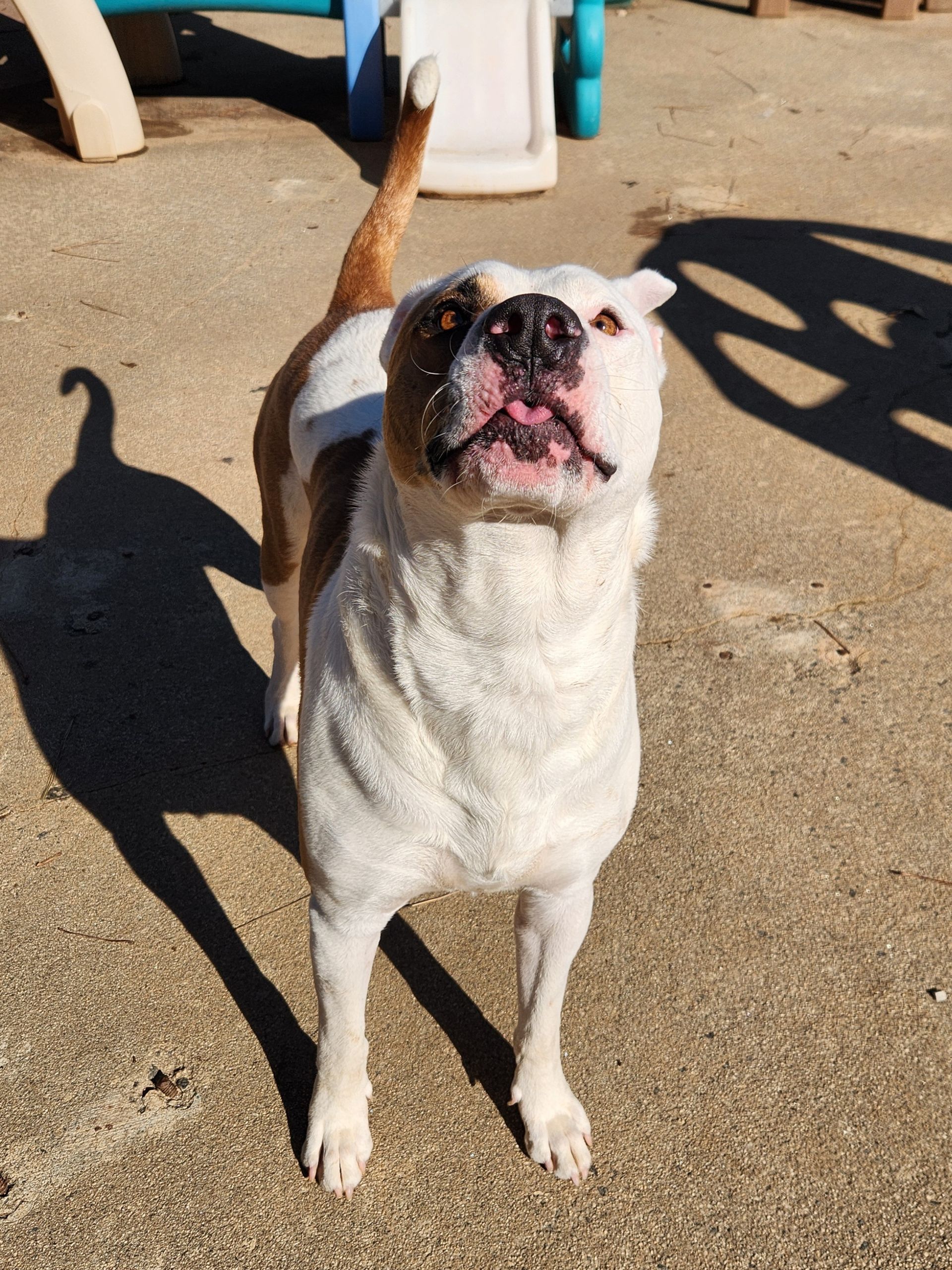 White-and-brown dog standing on sandy ground, looking up with mouth open and tail raised