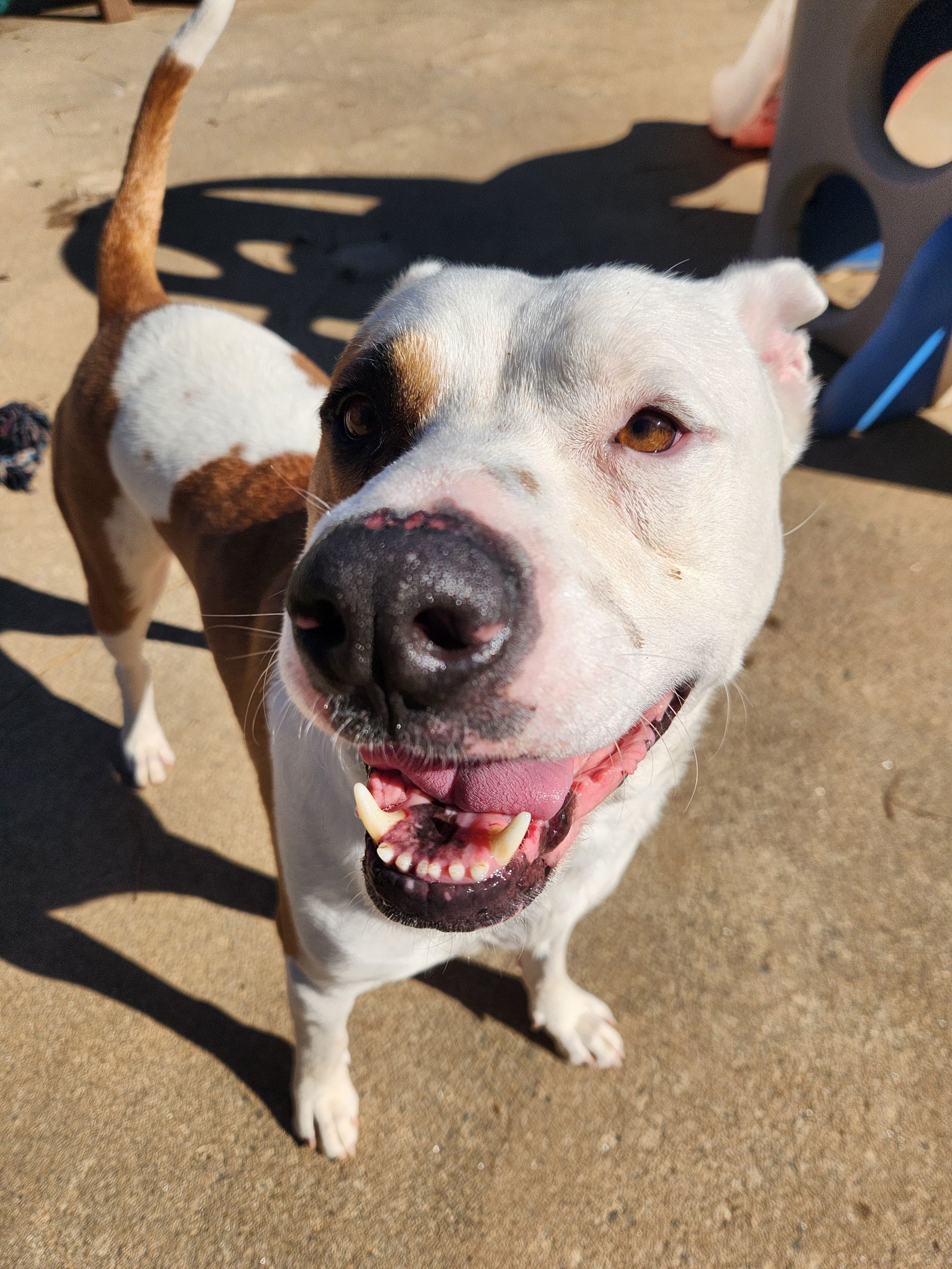 Happy white dog with black patches standing on pavement, close to the camera with mouth open