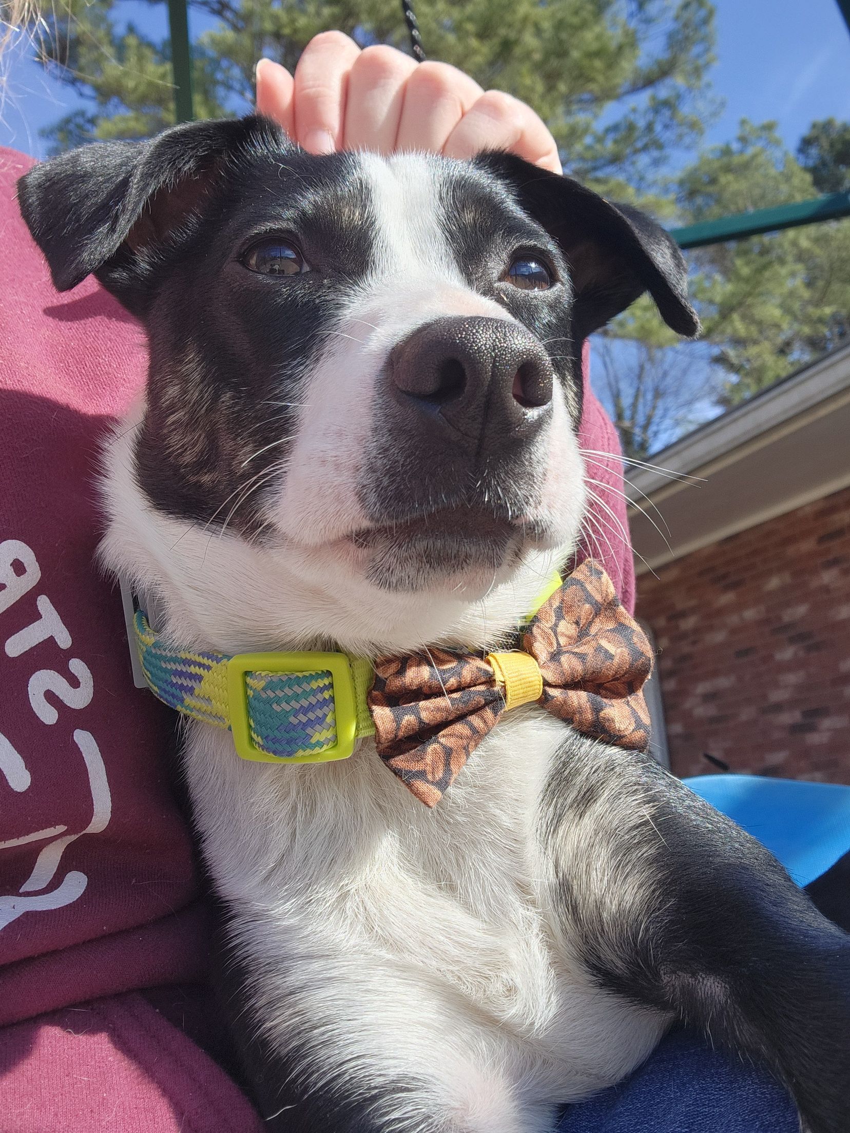 Black-and-white dog wearing a bow tie, looking up outdoors in sunlight