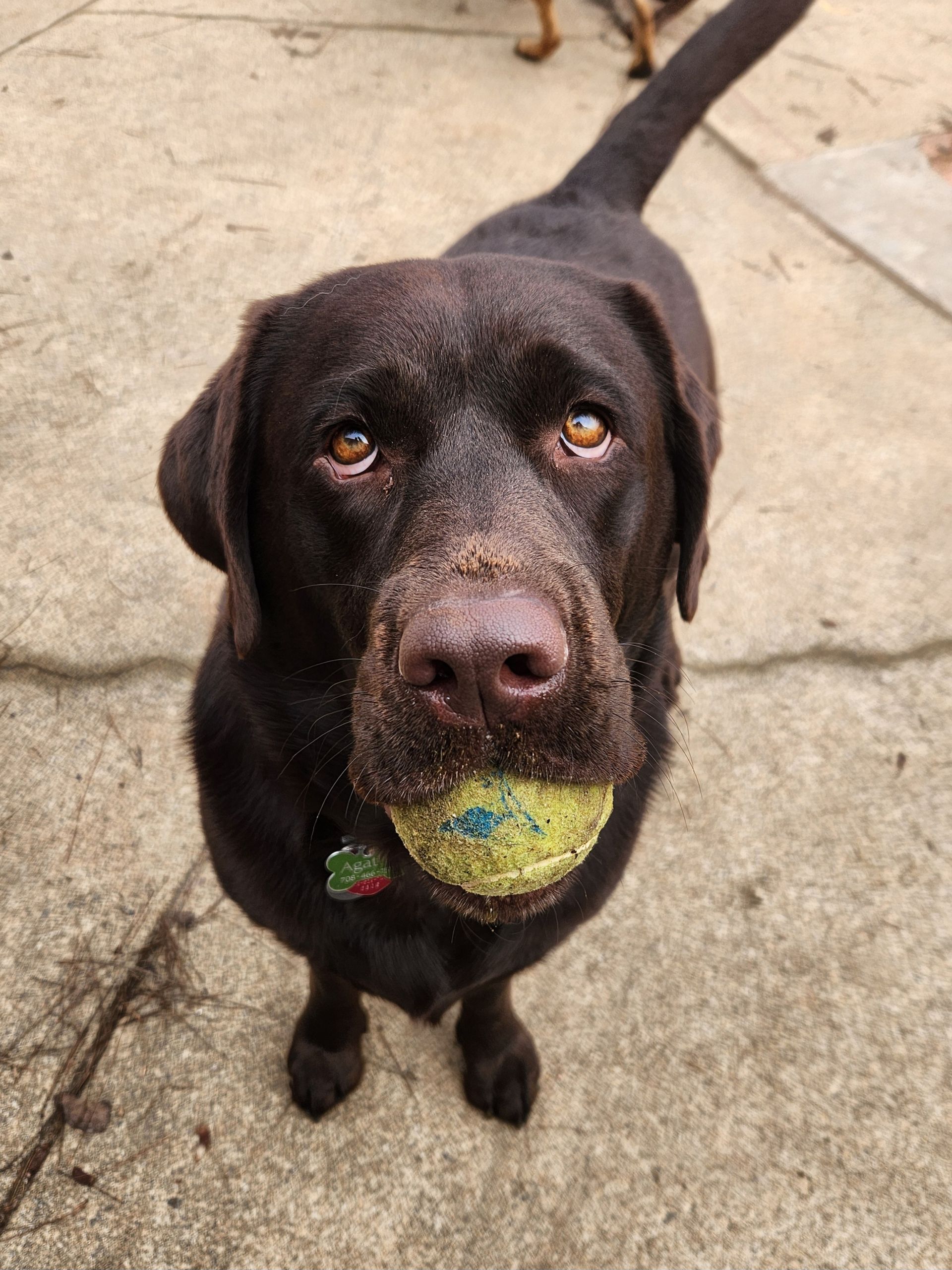 Chocolate Labrador holding a tennis ball, standing on a concrete path and looking up