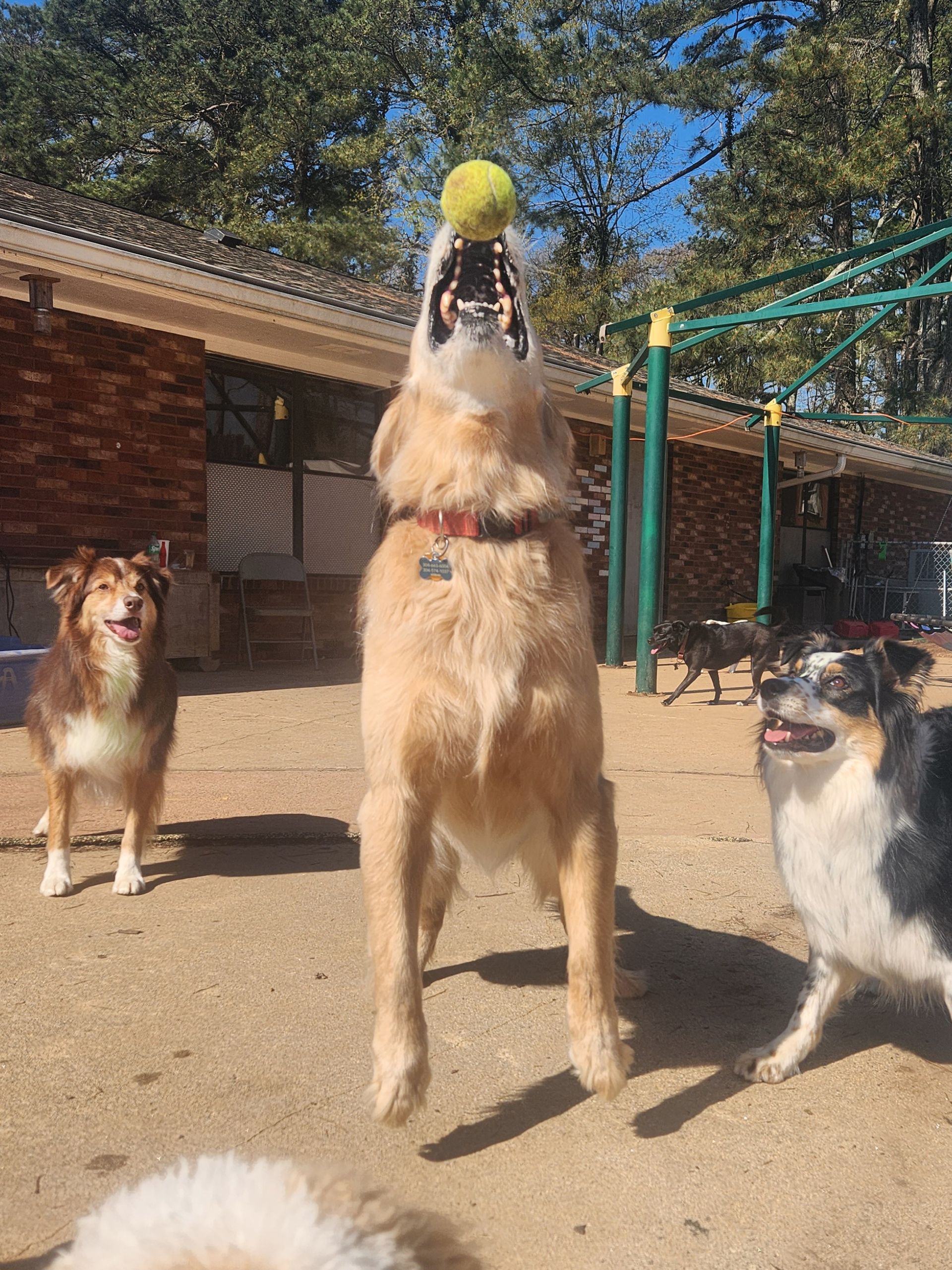 Three dogs in a sunny yard; a tan dog jumps to catch a tennis ball
