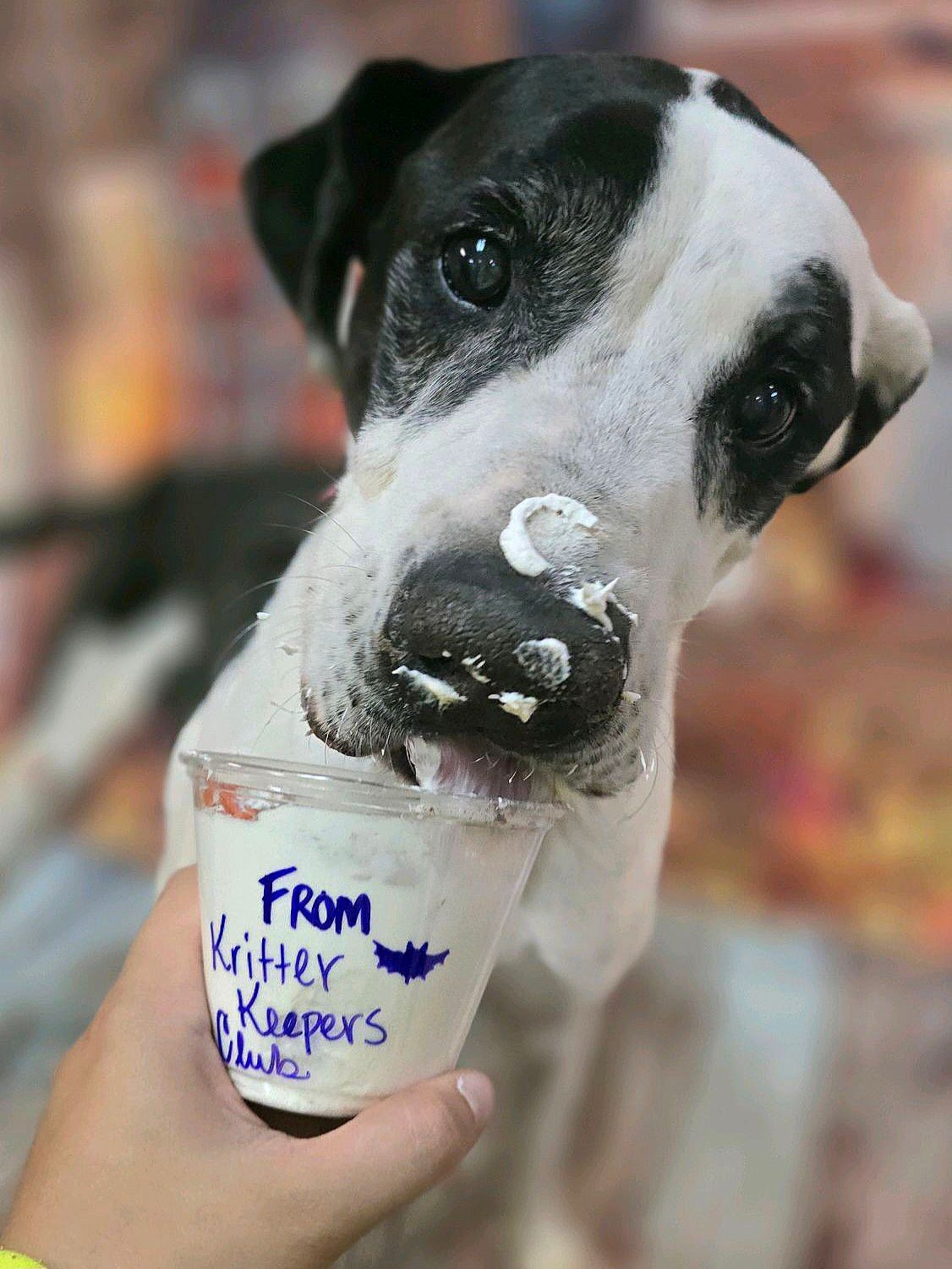 Small black-and-white dog with a cream cup