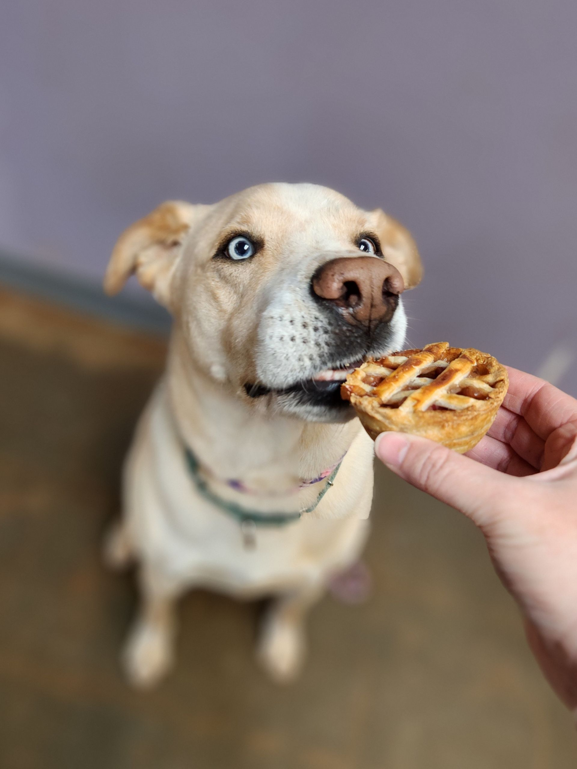 Light-colored dog sniffing a hand-held pastry indoors