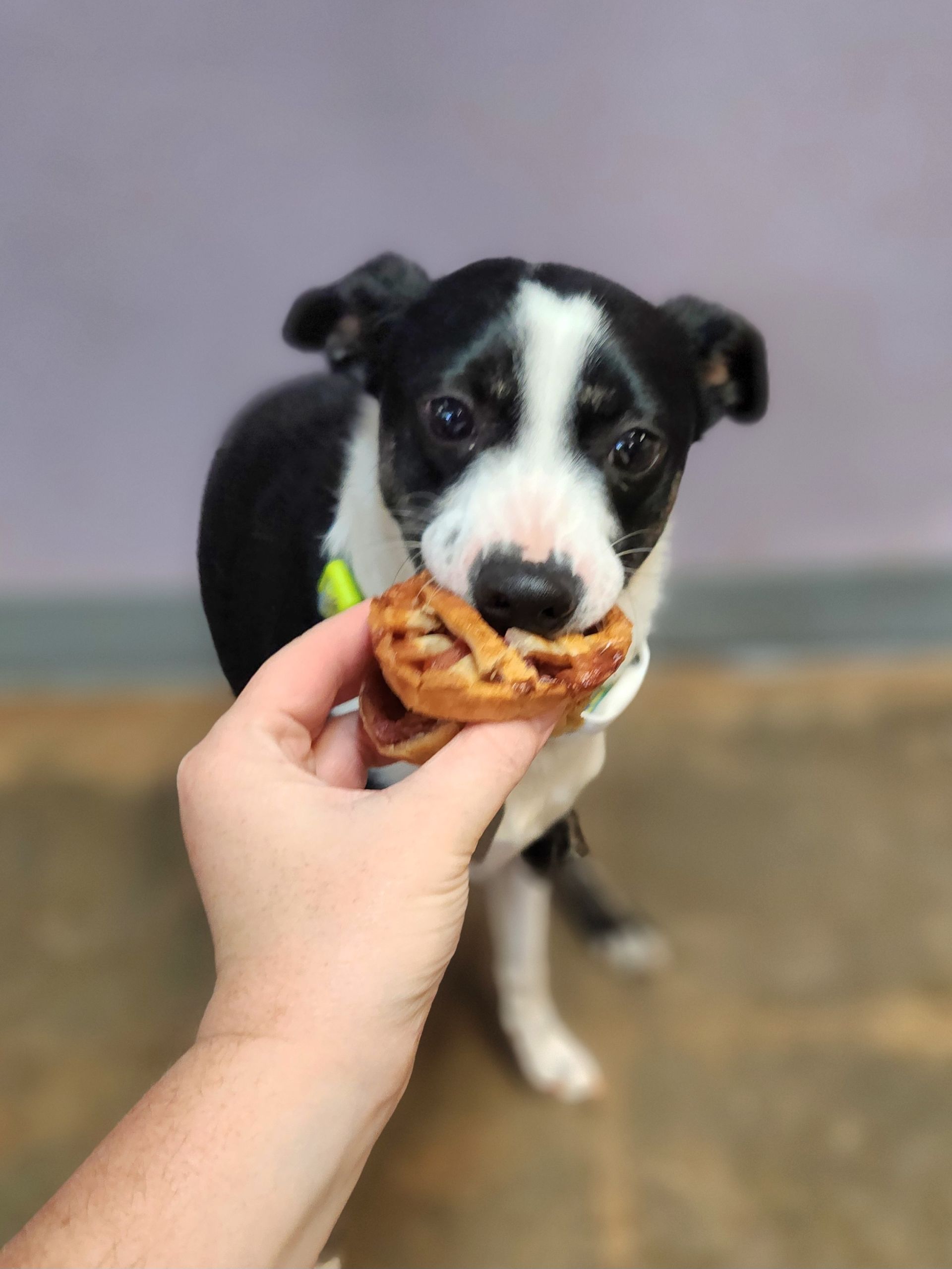 Black-and-white puppy being hand-fed a treat indoors