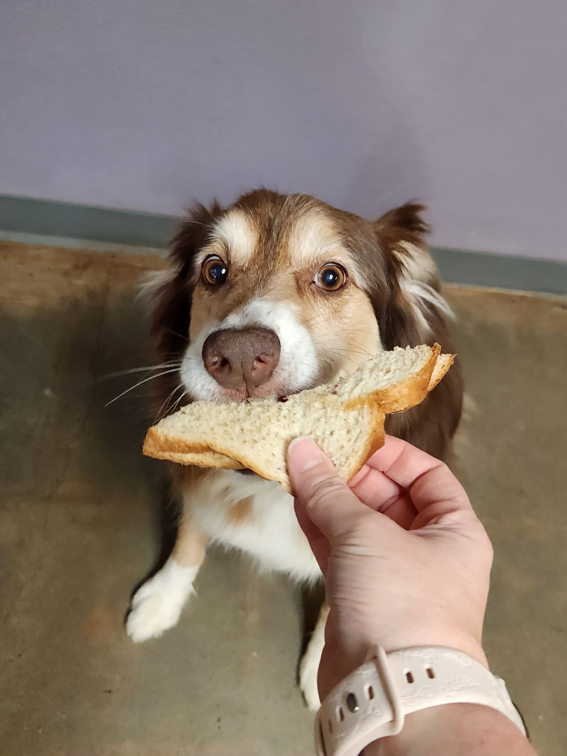 Brown-and-white dog being fed a slice of bread by a hand indoors
