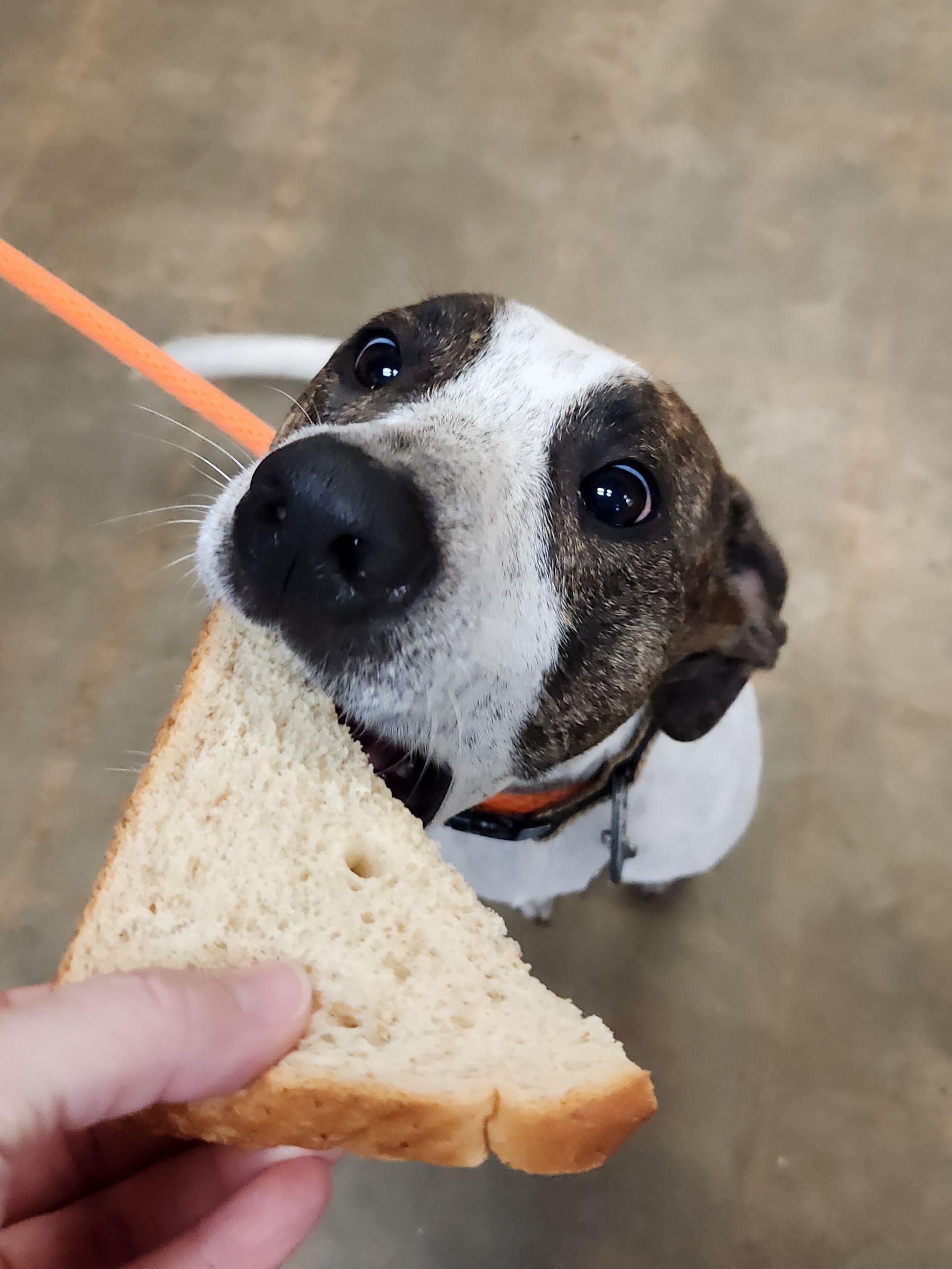 Dog reaching for a sandwich held by a hand on a leash indoors