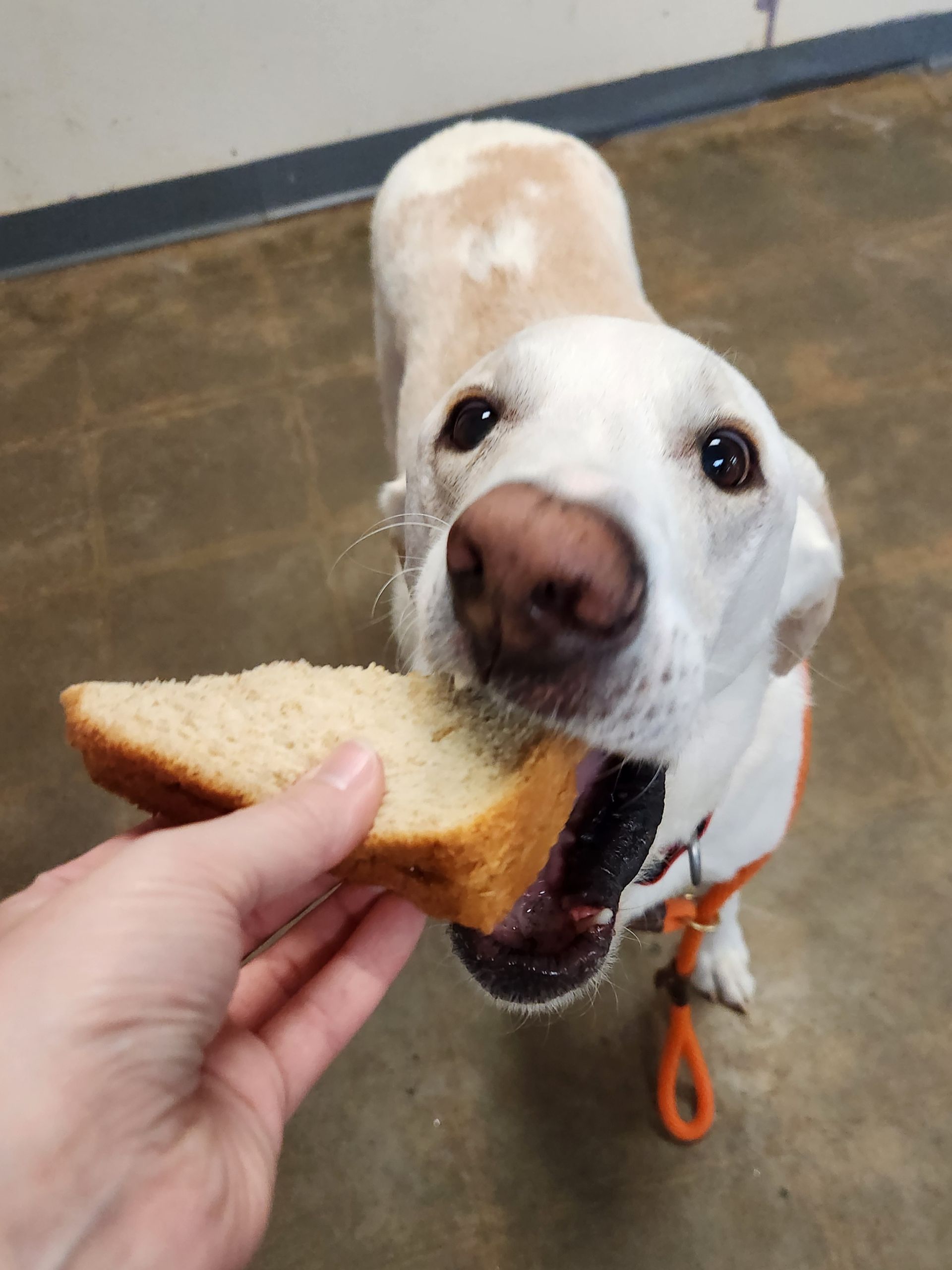 Dog in a harness reaching for a slice of bread from a hand indoors