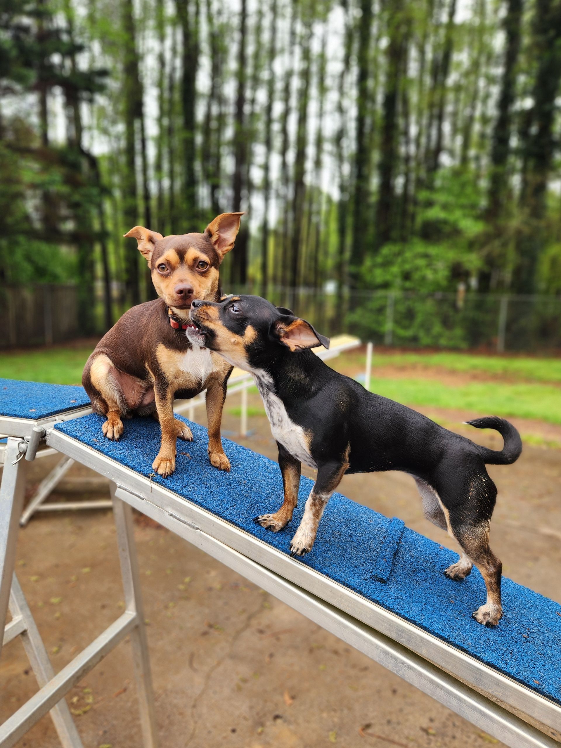 Two small dogs on a blue agility ramp outdoors, one standing while the other sniffs its face