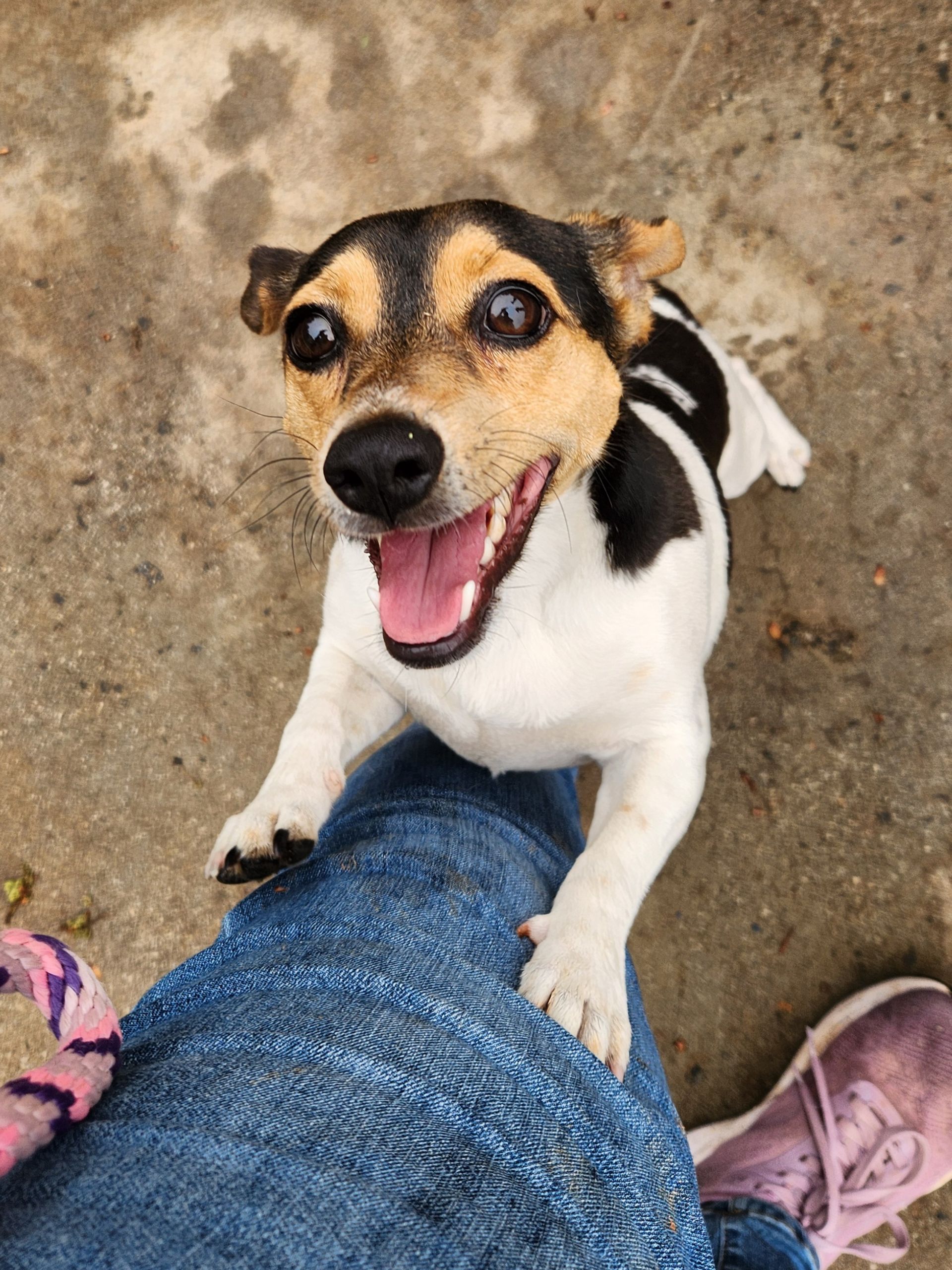 Happy small dog with black, tan, and white fur standing with front paws on a person’s leg outdoors
