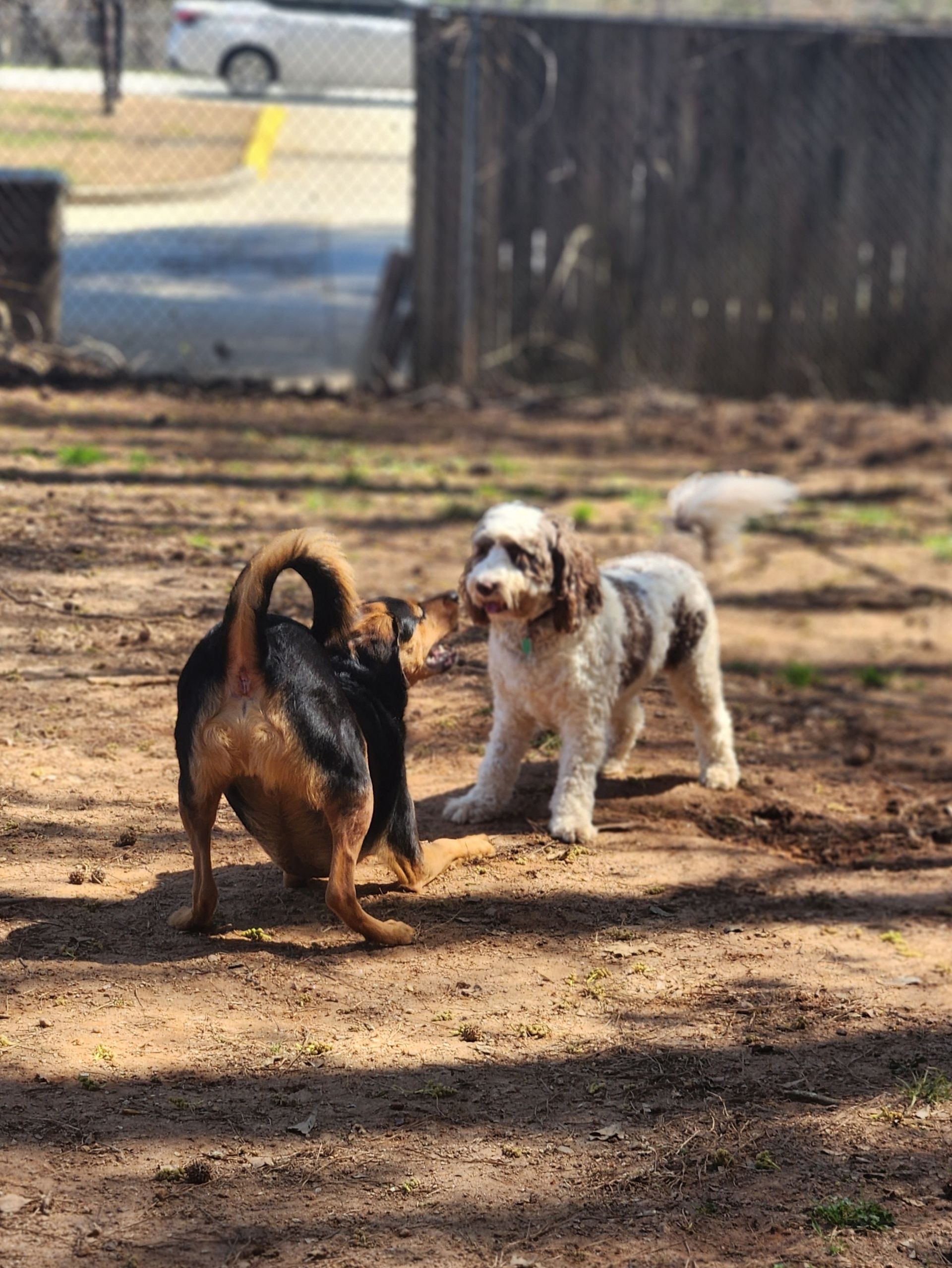 Two small dogs facing each other on a dirt path outdoors, one brown and black, one white and tan