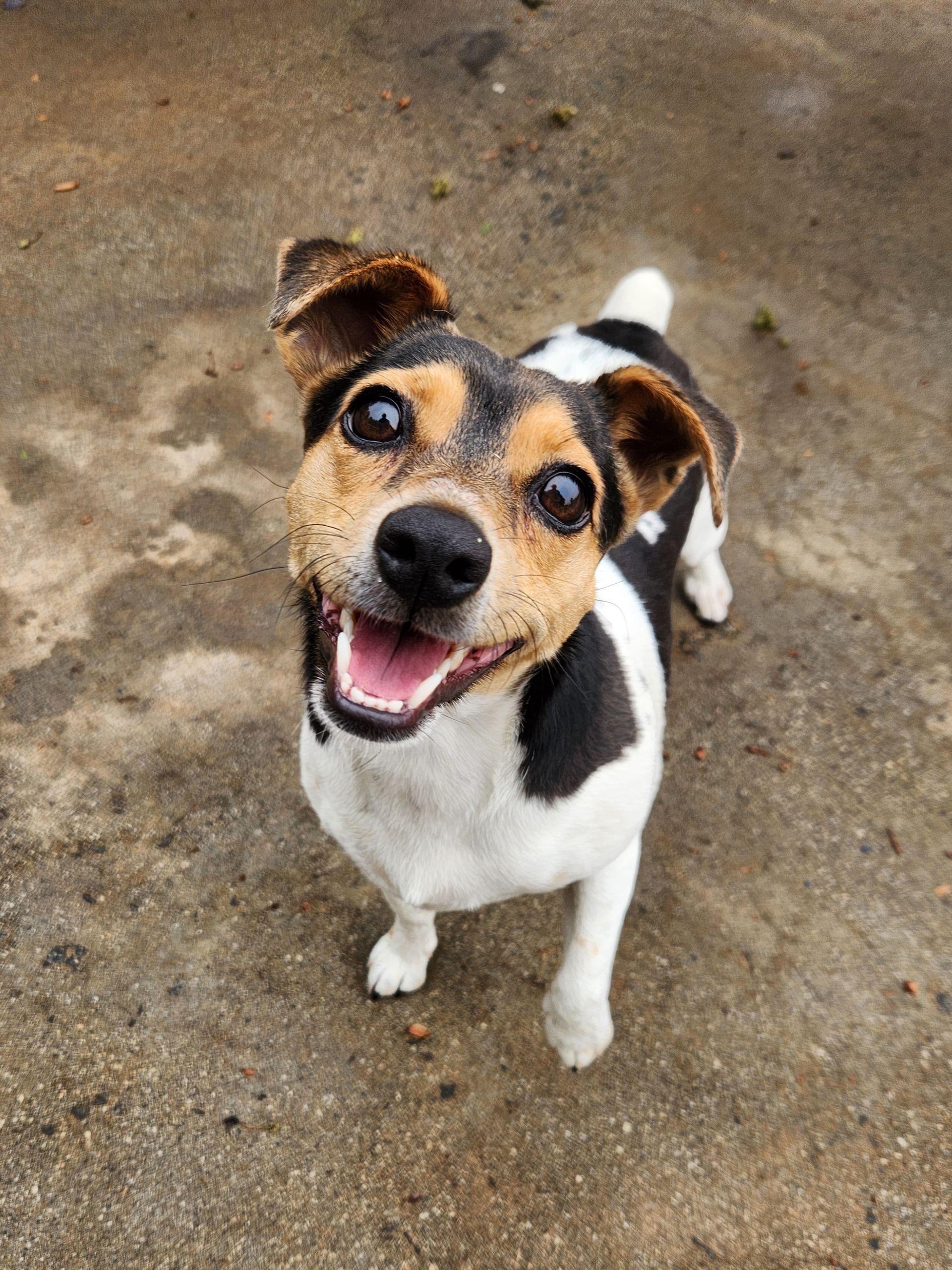 Small black, white, and tan dog looking up with a happy open mouth on a concrete surface
