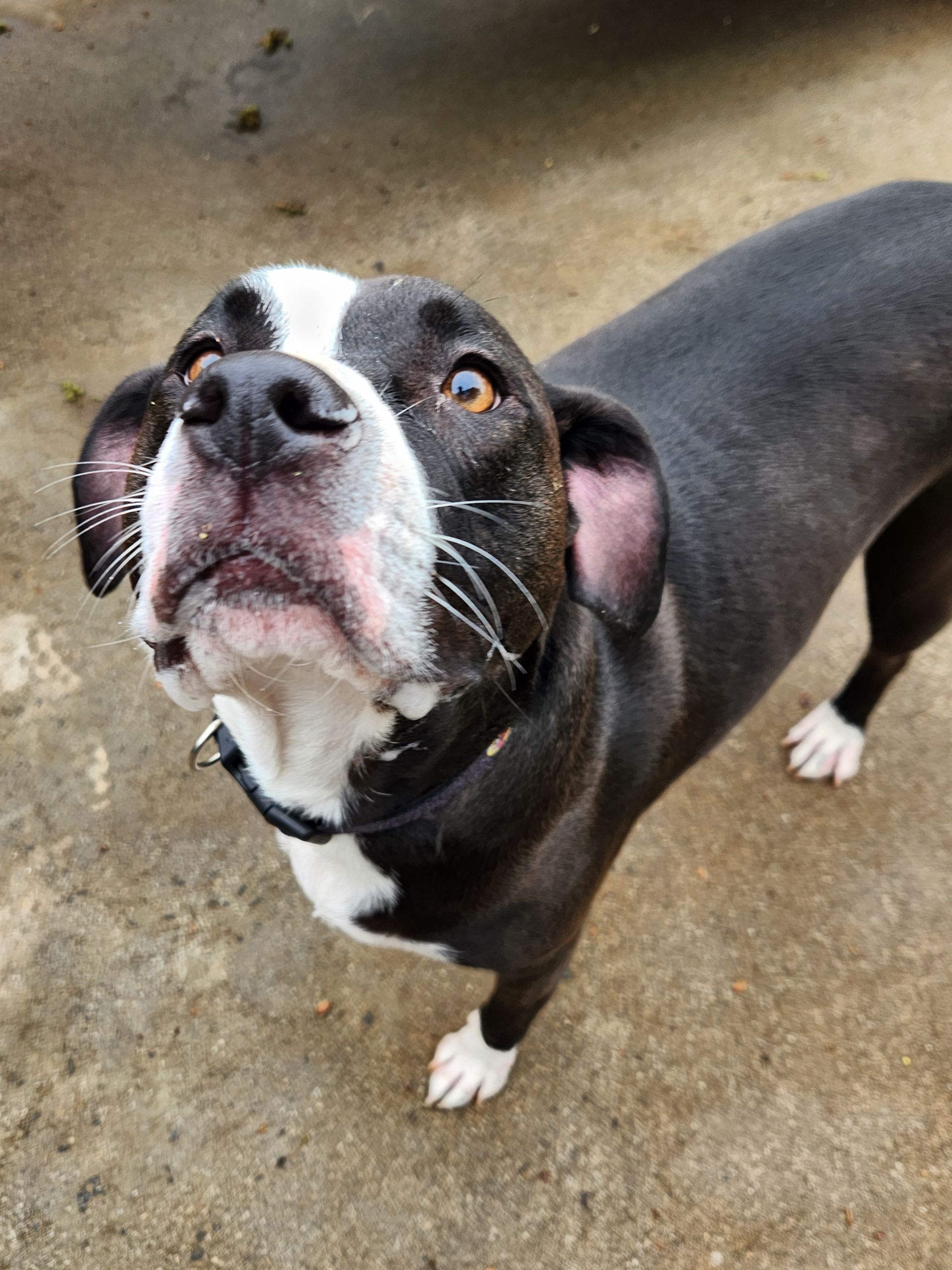 Black-and-white dog looking up on a concrete surface, ears perked and mouth slightly open