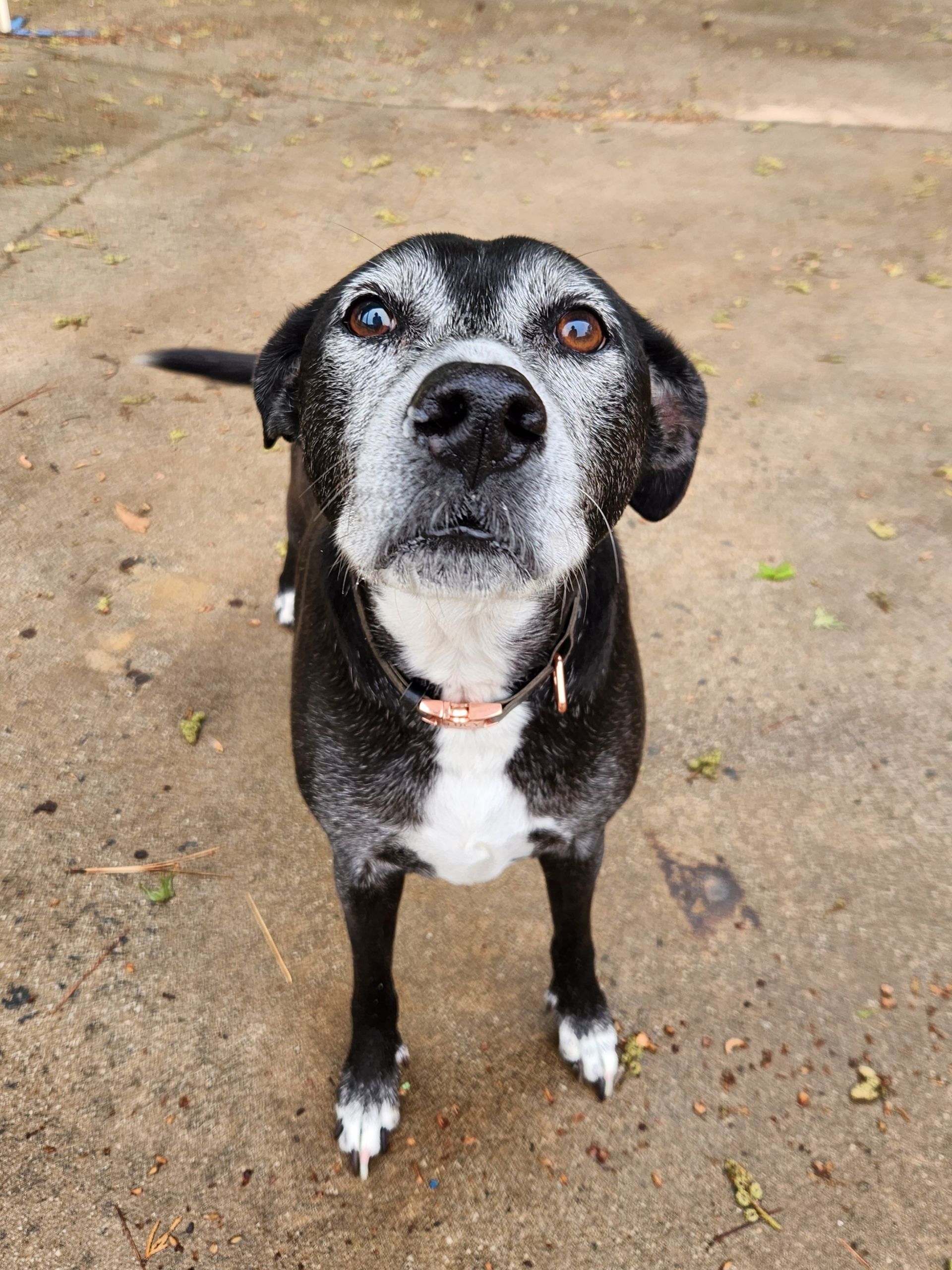 Black-and-white dog standing on a wet path