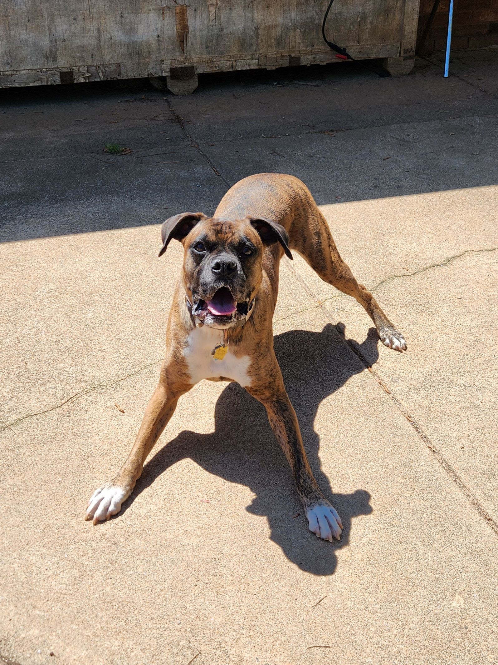 Brown-and-white dog crouching on a sunlit concrete driveway with tongue out and ears perked up