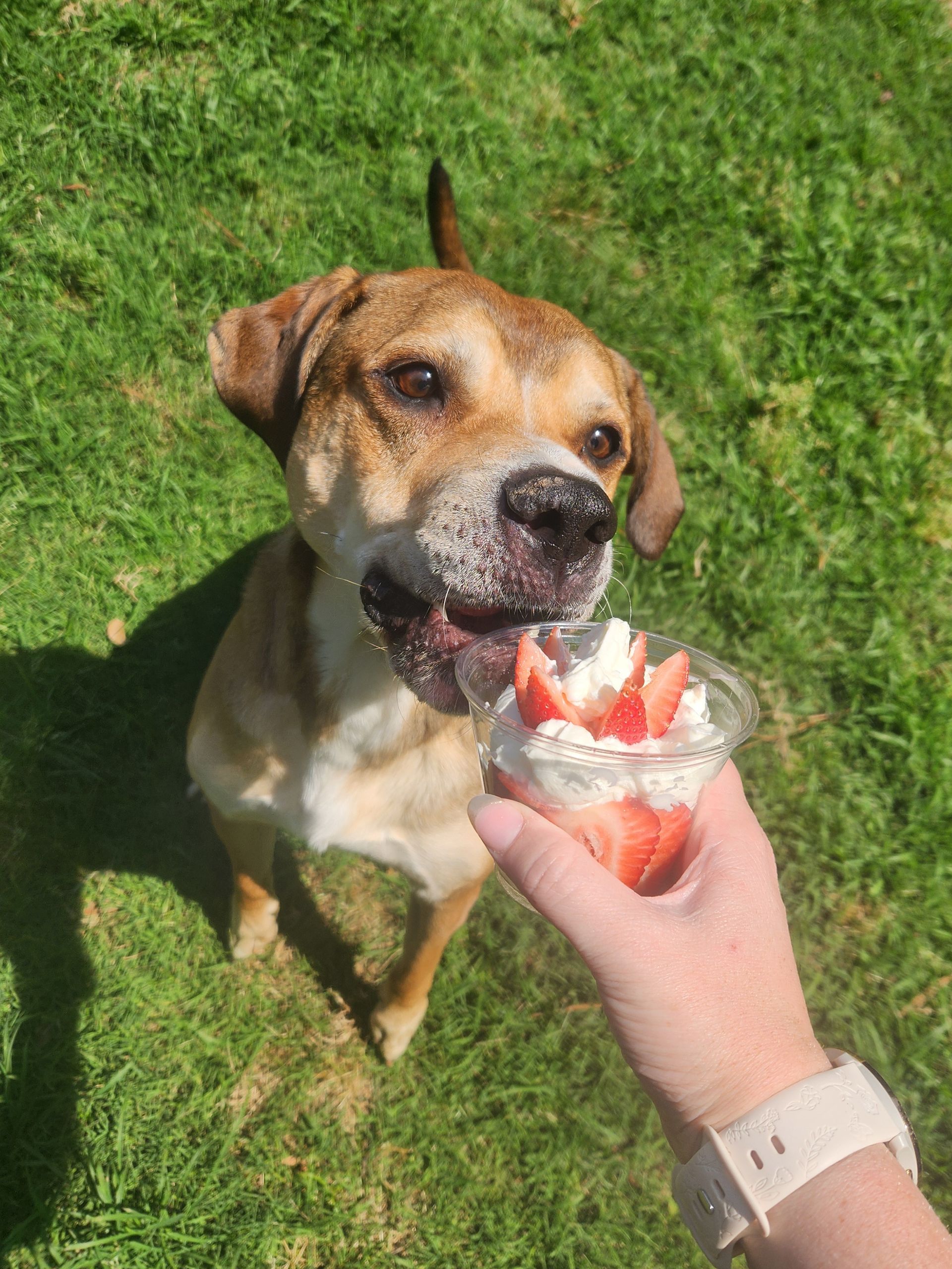 Dog eagerly licking a strawberry dessert held in a hand on grass in bright sunlight