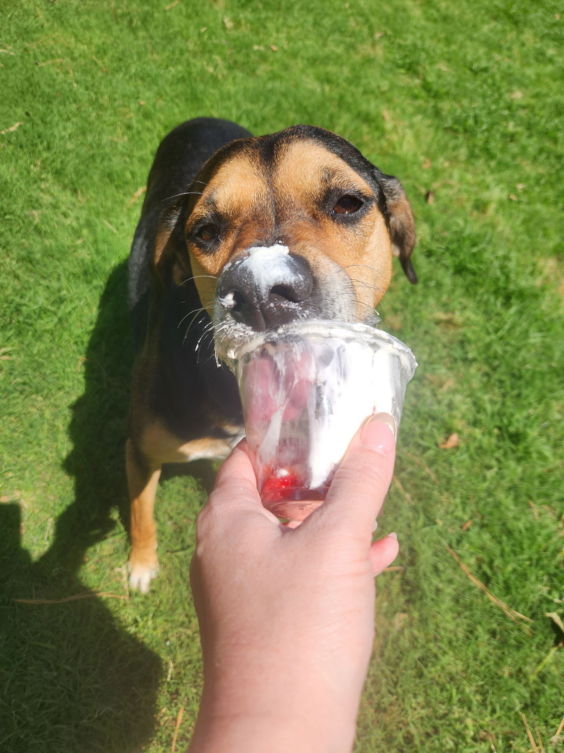 Dog drinking from a hand-held cup on a grassy lawn