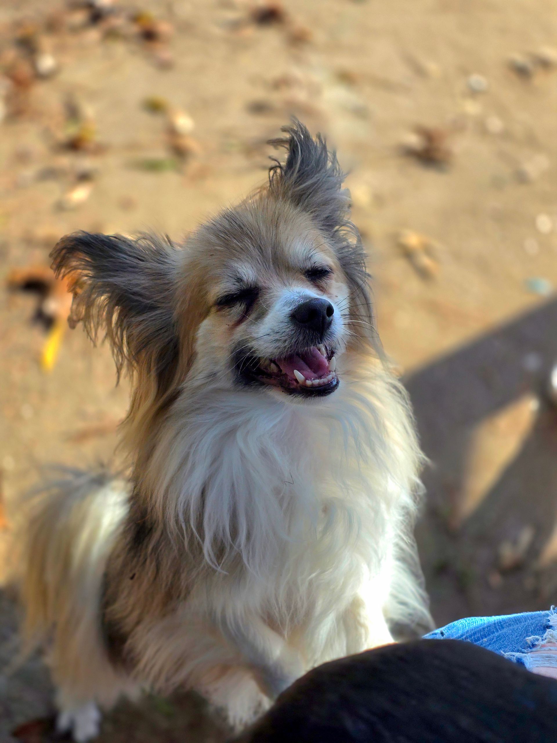 Small fluffy tan-and-white dog with open mouth sitting outdoors in sunlight