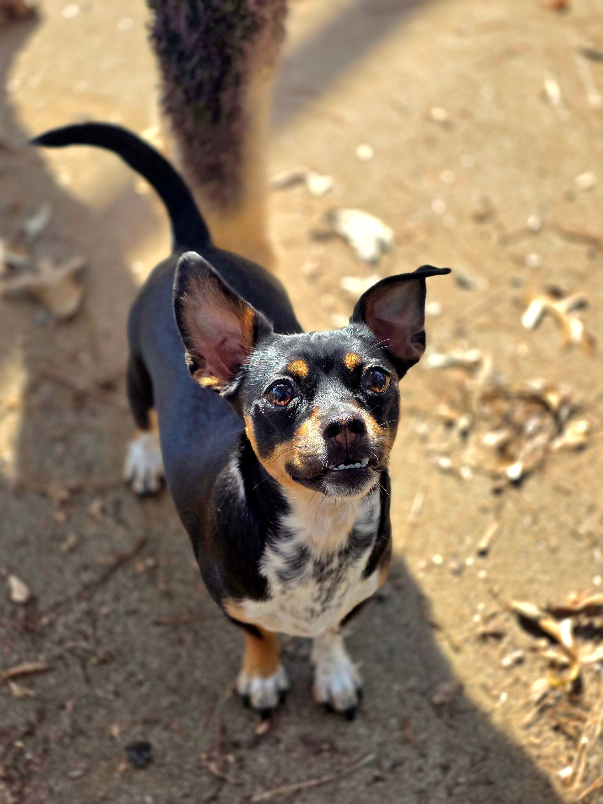 Small black-and-tan dog standing on a dirt path, looking up with ears perked